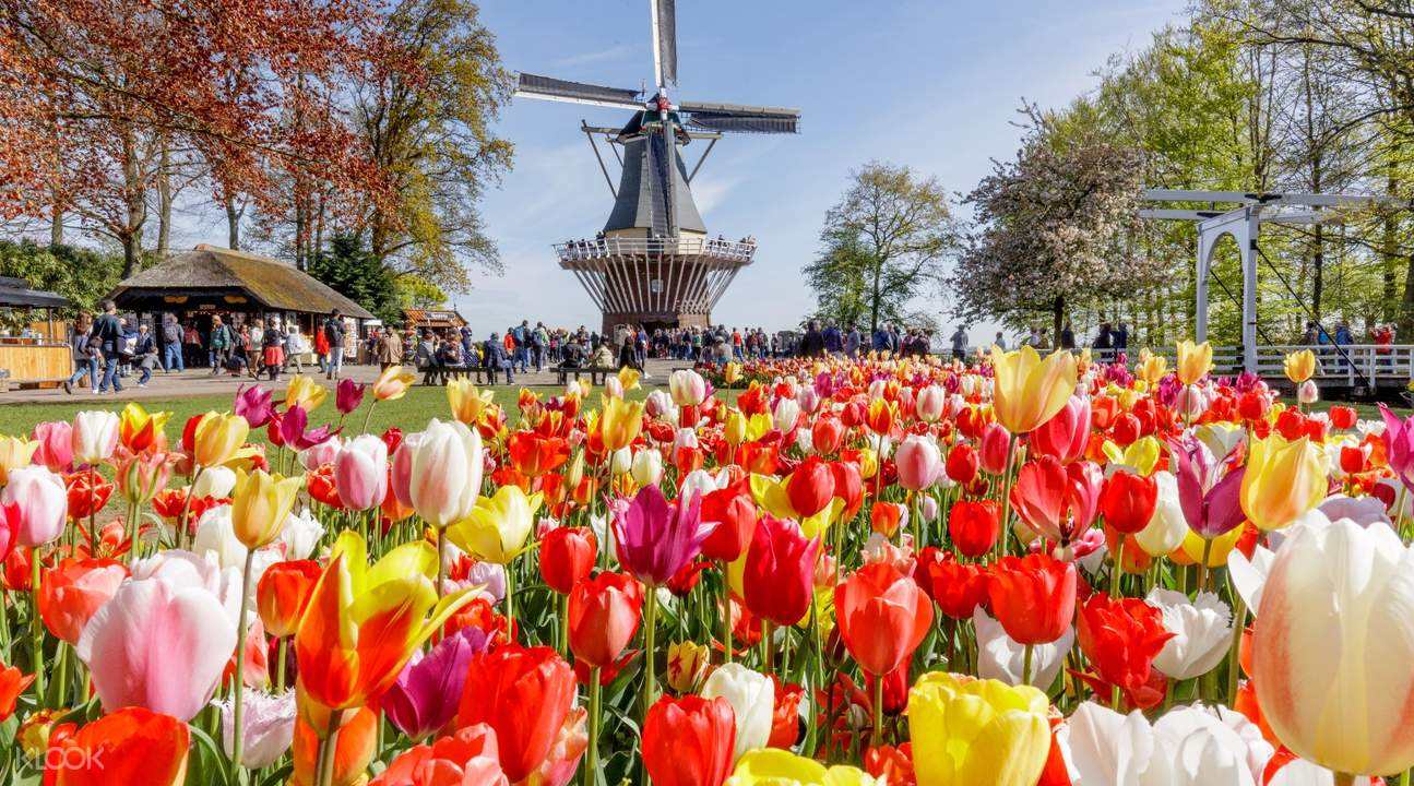 2000年荷兰宣布"性交易"合法化,24年过去,给荷兰带来