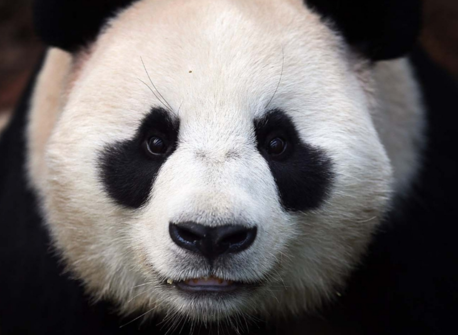 2010年,四川野生熊猫几次闯进猪圈,村民一看如遭电击:它在吃肉