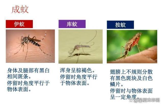 九成人不懂蚊子最大"天敌"是啥?家里放点它,整夜开窗都不怕