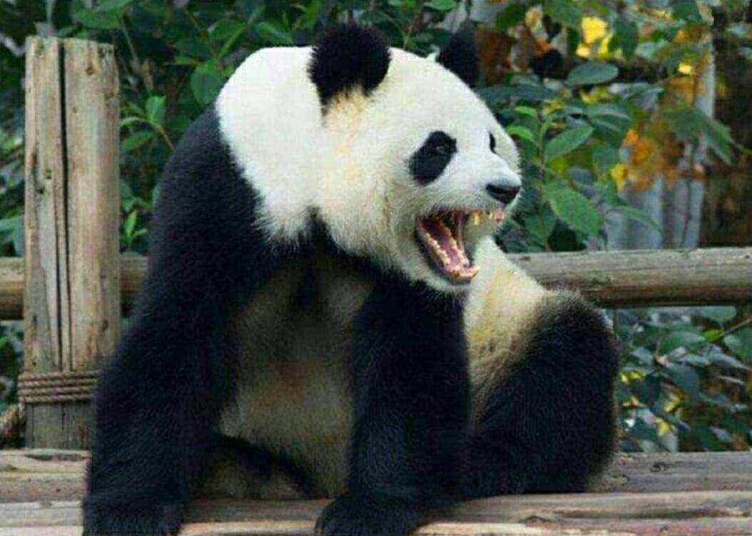 2010年,四川野生熊猫几次闯进猪圈,村民一看如遭电击:它在吃肉