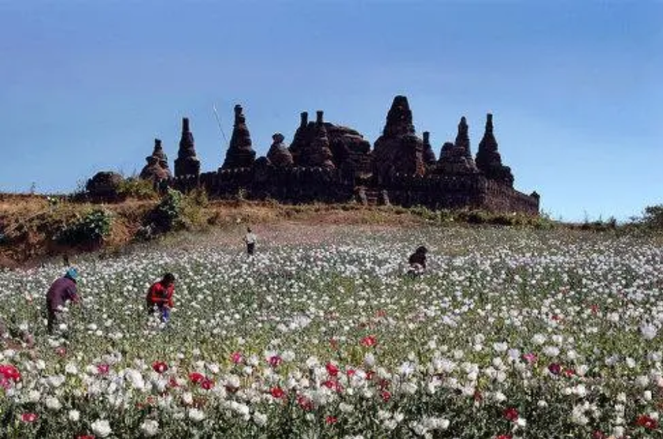 1993年语文老师当卧底,成为毒枭坤沙的贵宾,十年后归来毫发无损