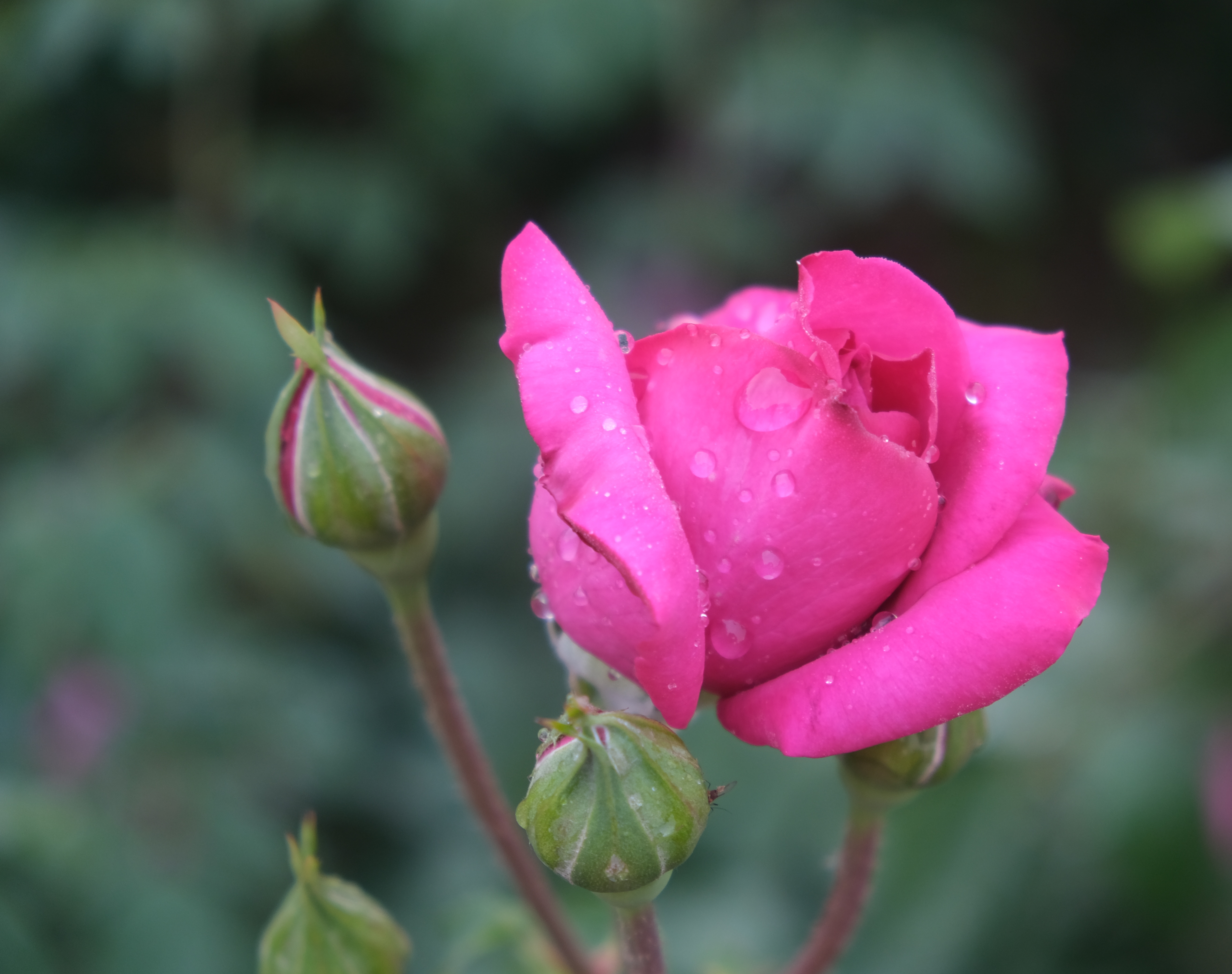 雨后花朵水珠的描写图片