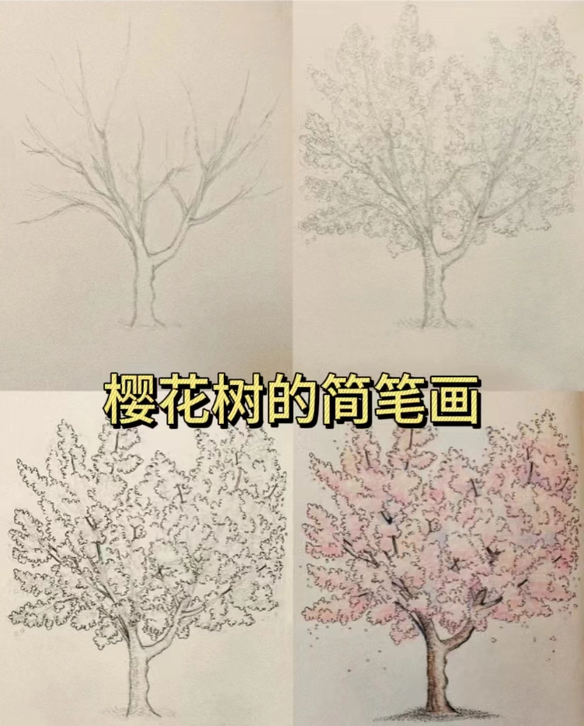 樱花树的简笔画  大家好