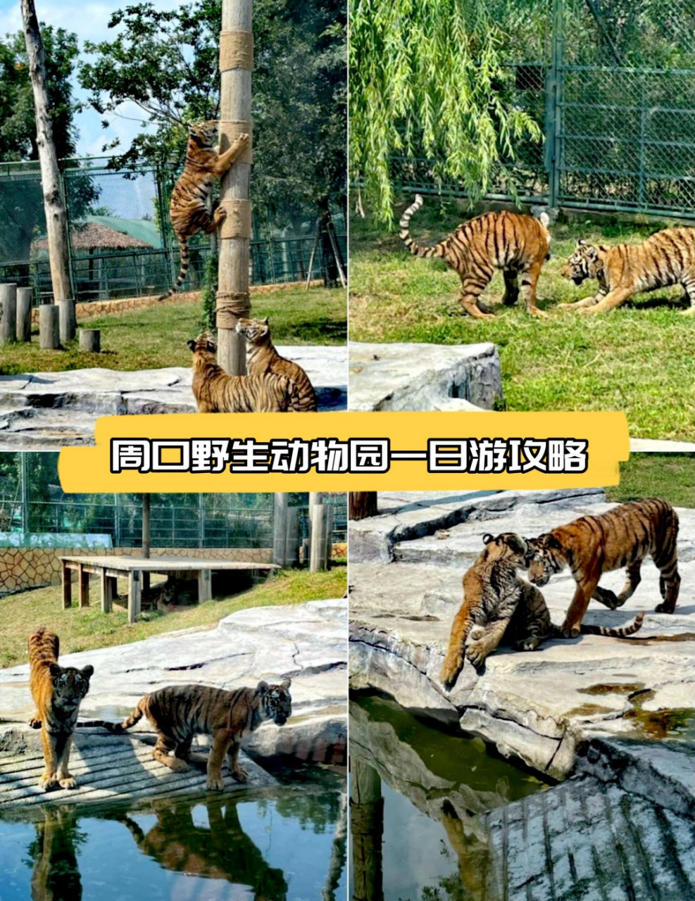 周口野生动物园一日游攻略  心心念念的河南省内可以开车进的动物园