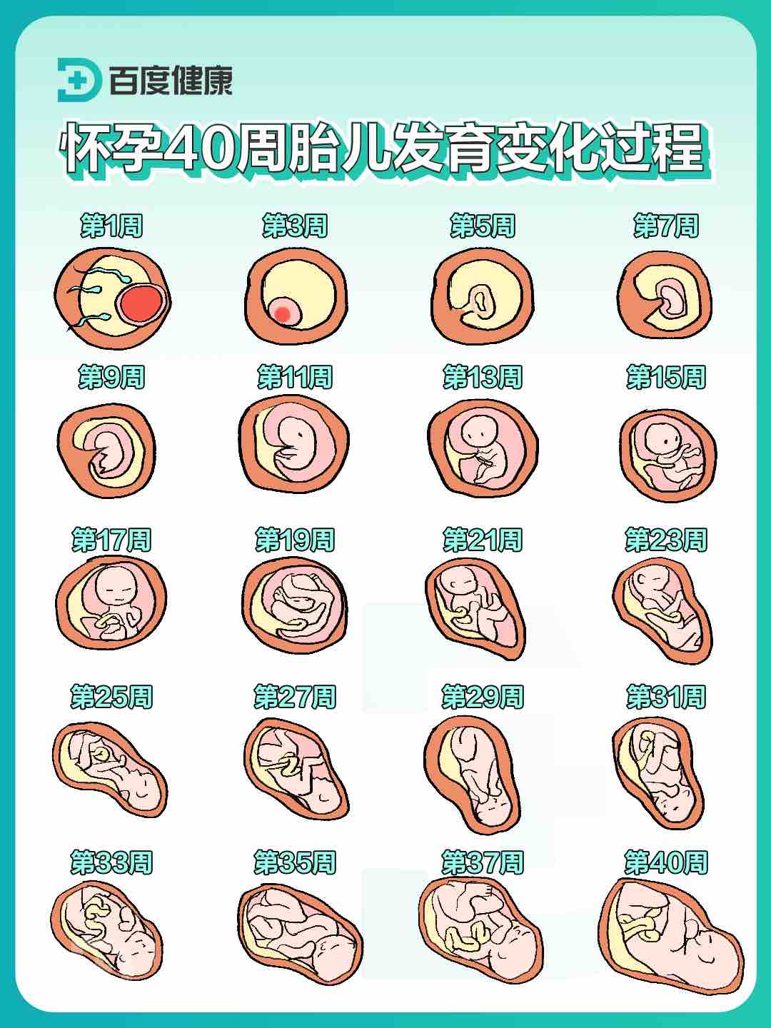 我们都知道,成为一名母亲前,孕育的过程并不容易 一个微小的受精卵