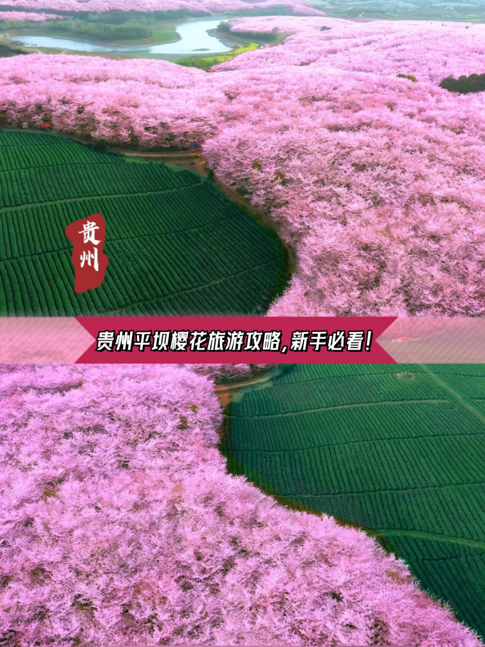 贵州平坝樱花门票图片