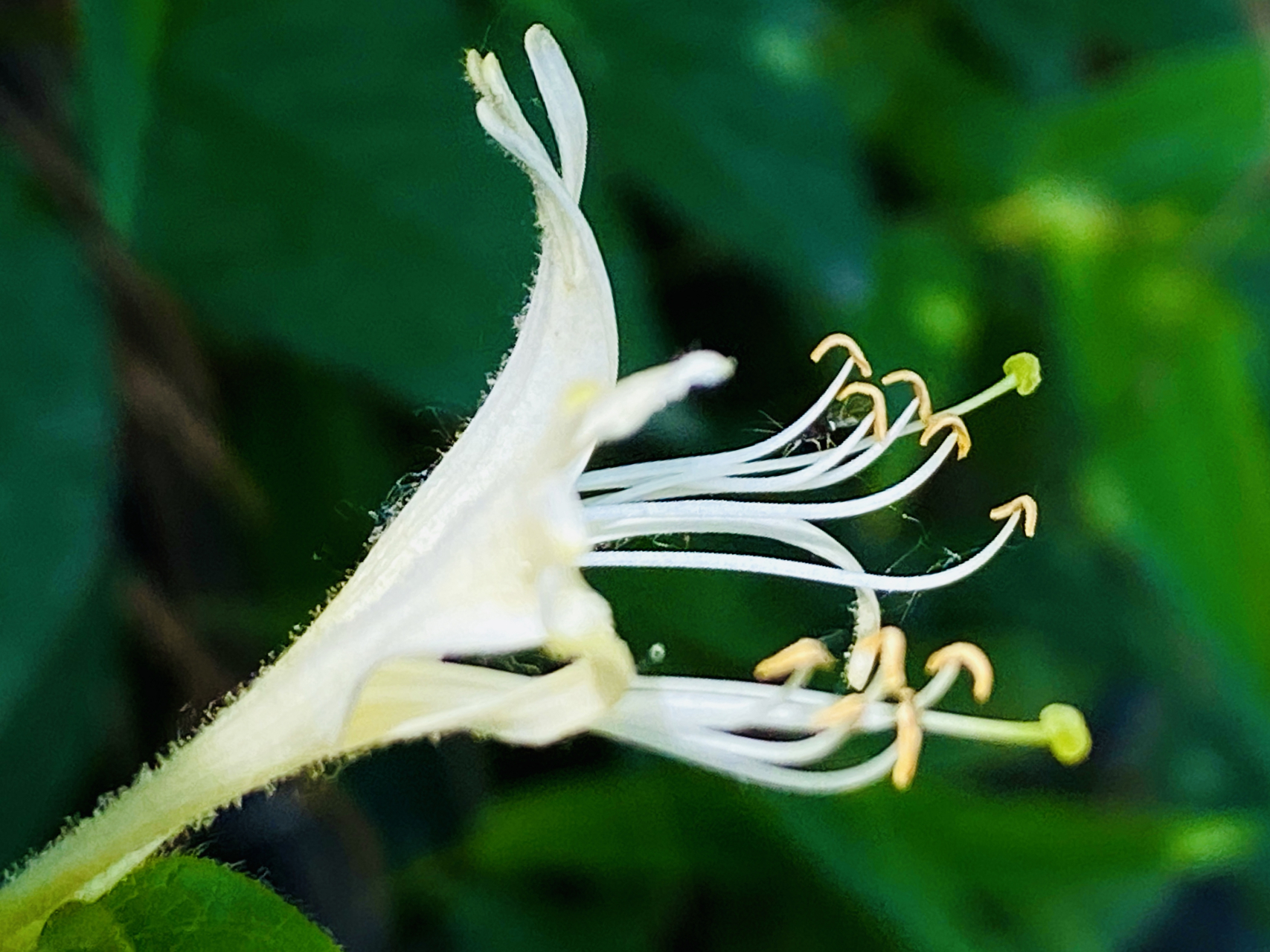 金银花开蝴蝶舞, 清风拂面鸟语喧.#随手拍# #西安