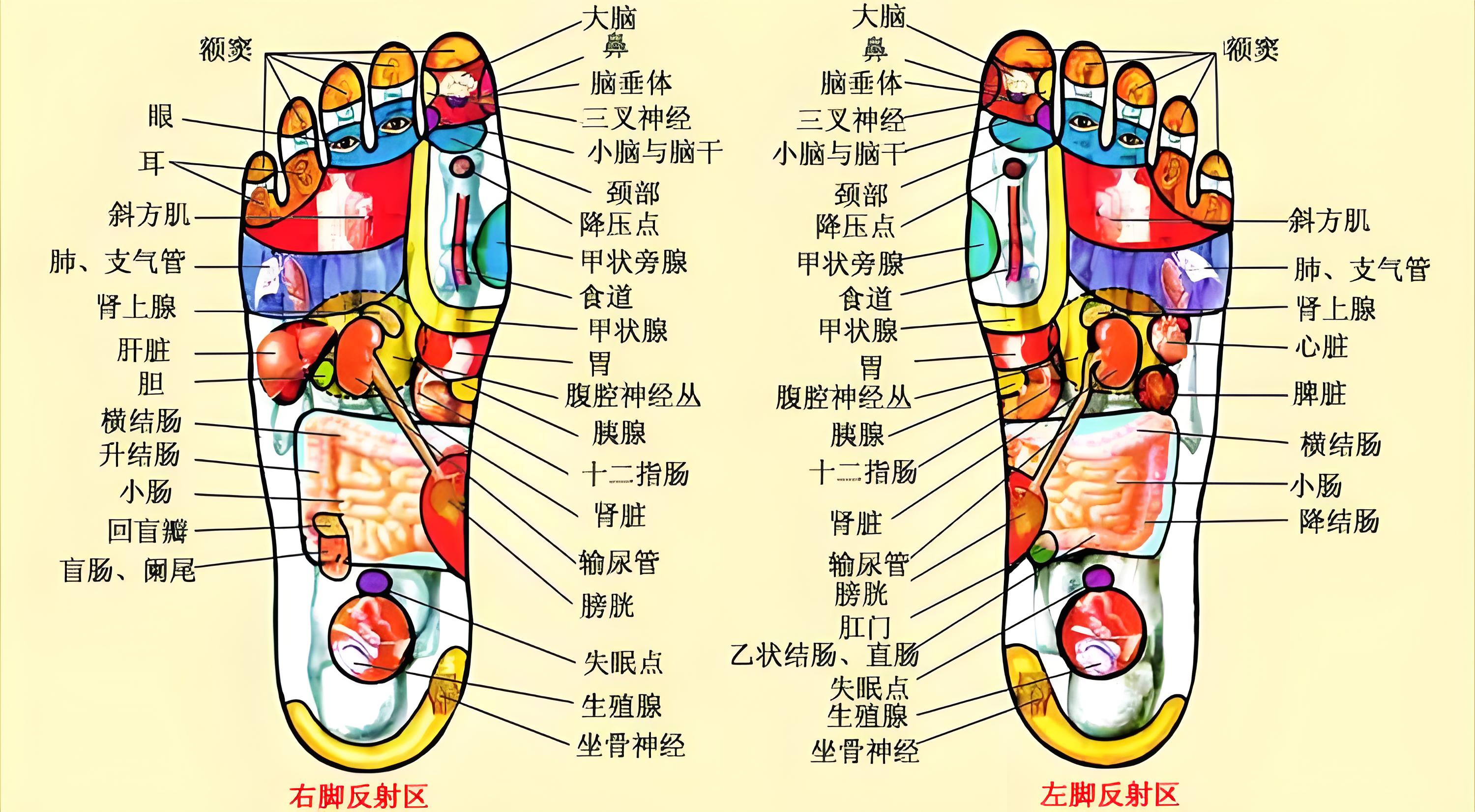 脚底疼痛部位图解女性图片