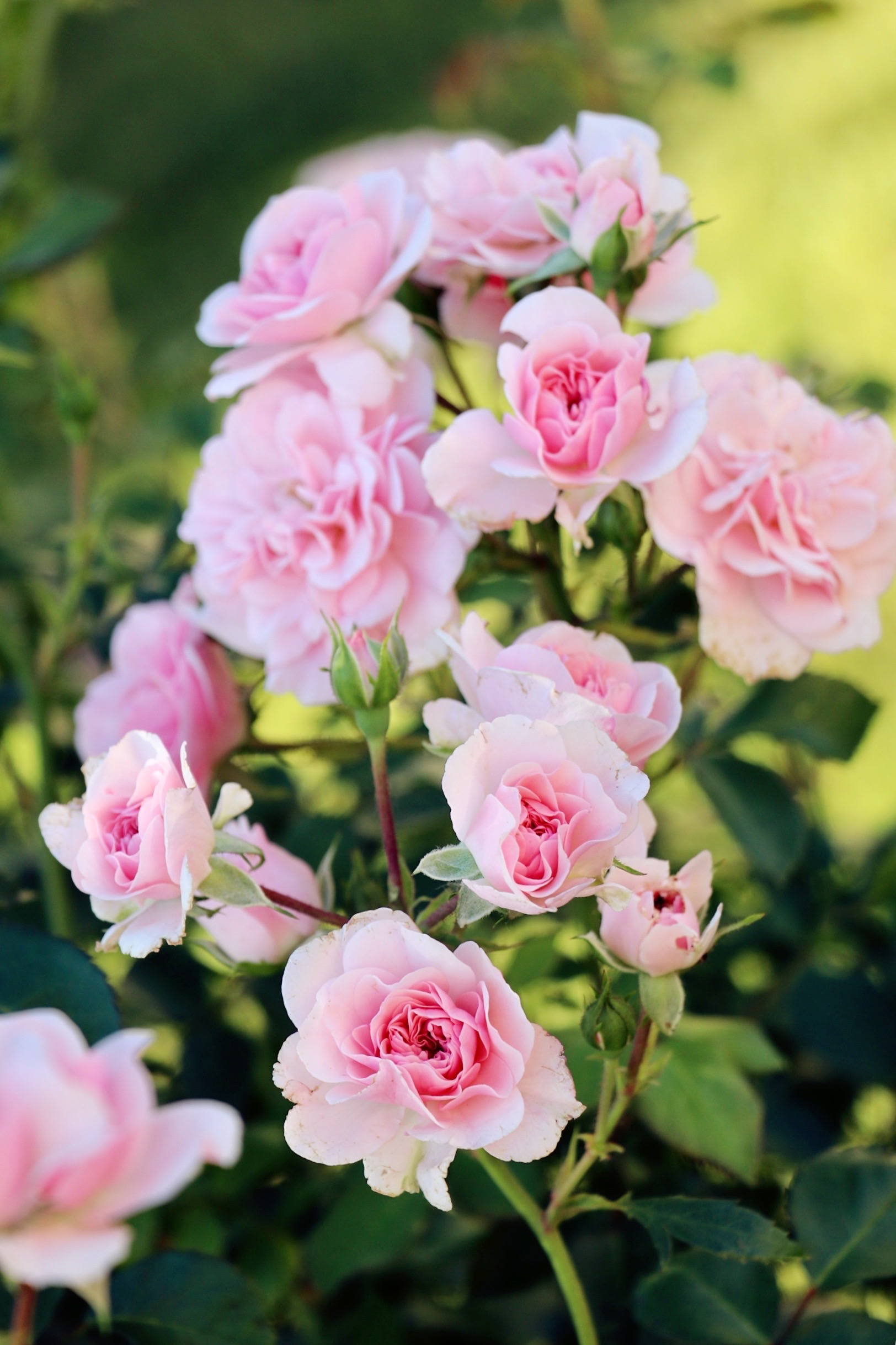 丰花月季和普通月季的区别