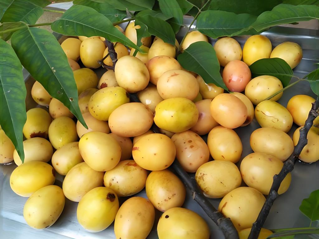 「古韵传承」南酸枣,从古至今的美食之旅