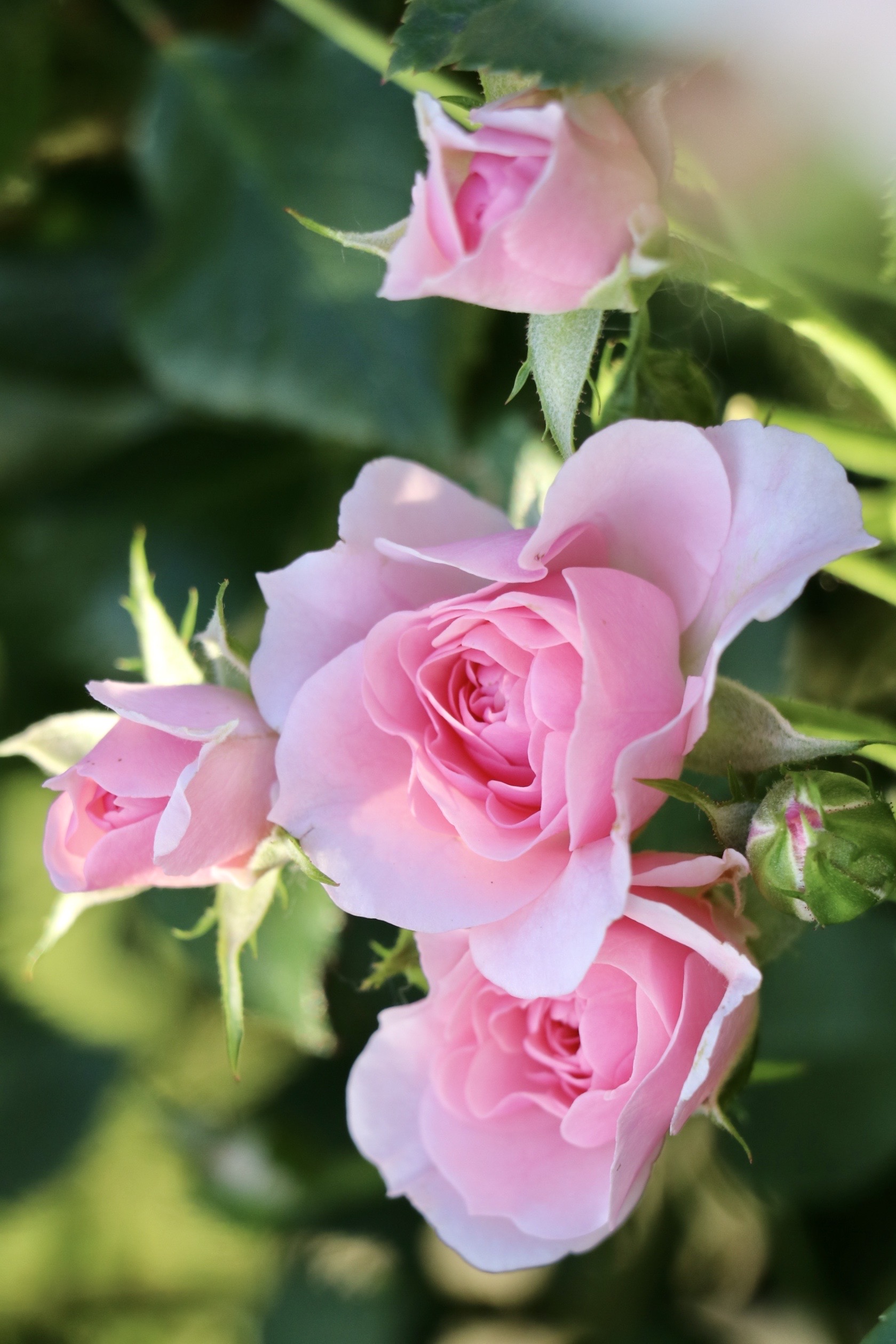 丰花月季和普通月季的区别