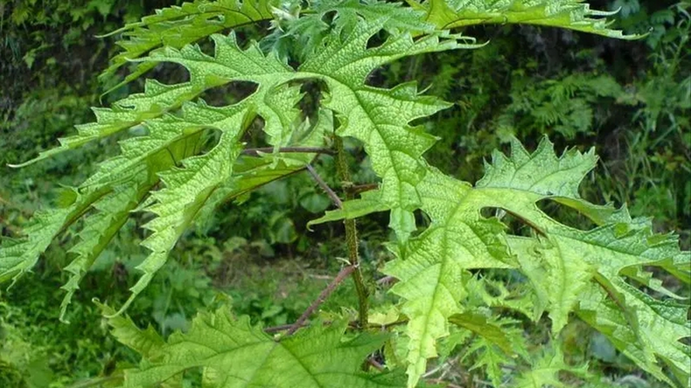 [原文:蝎子草,秋天的博弈者]