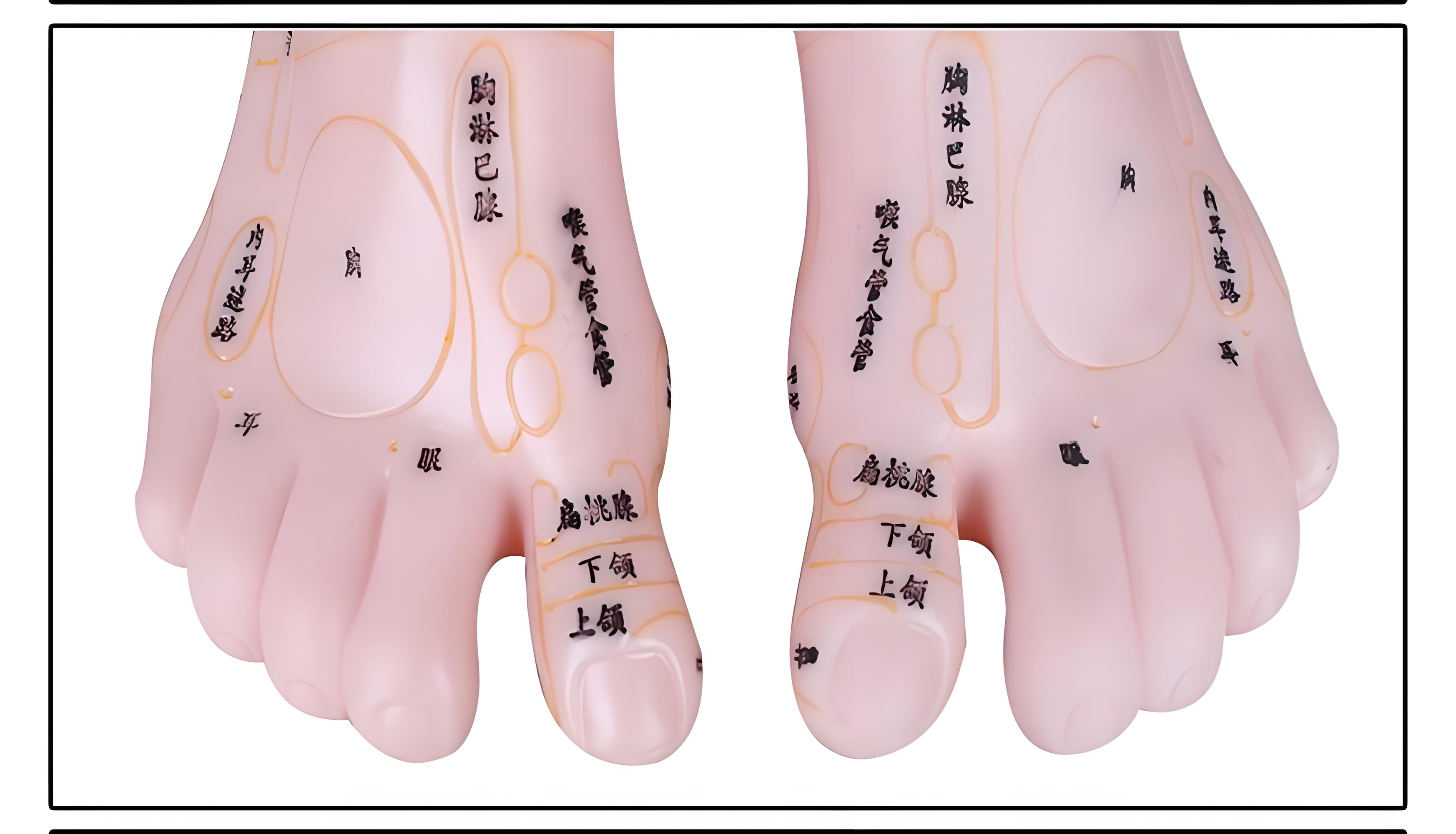 脚底按摩位置图解