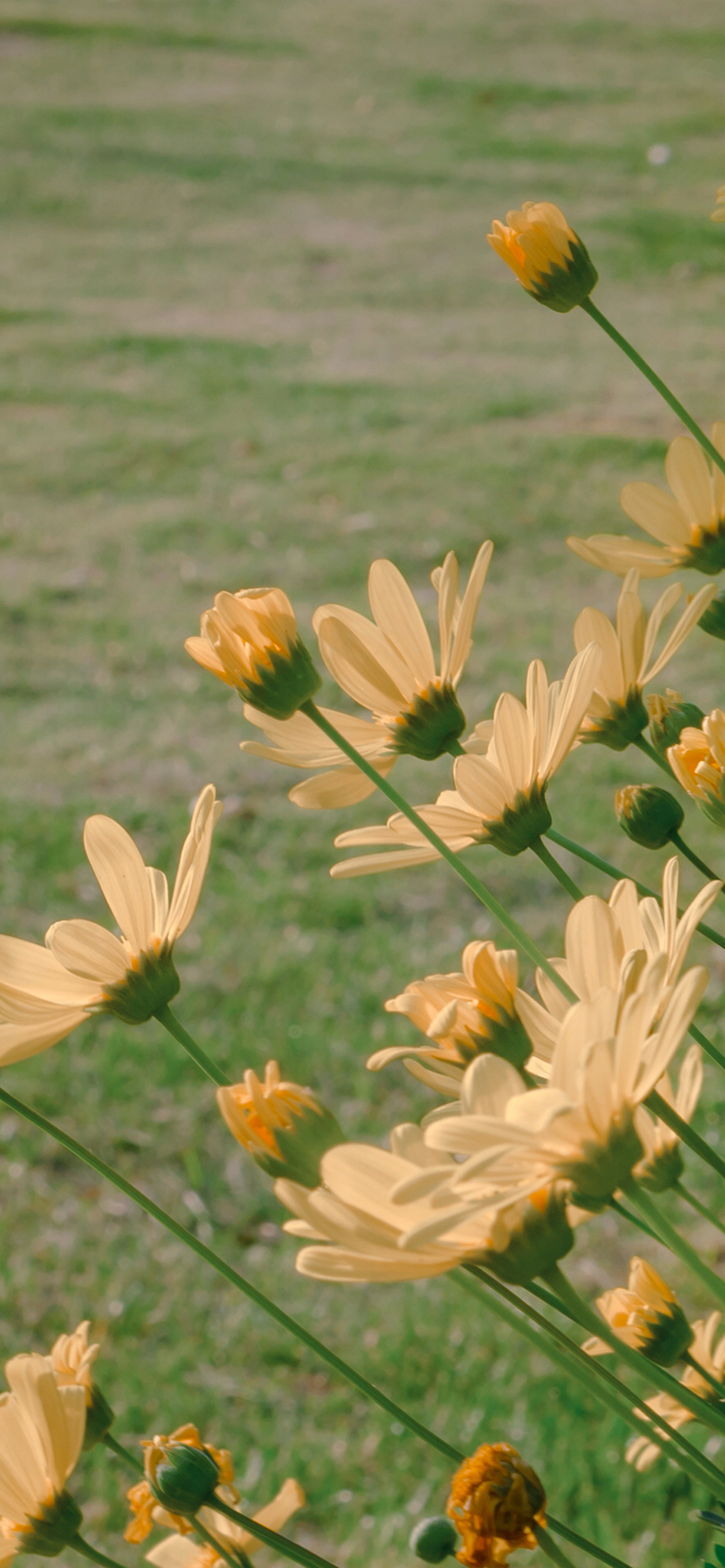 菊花代表思念