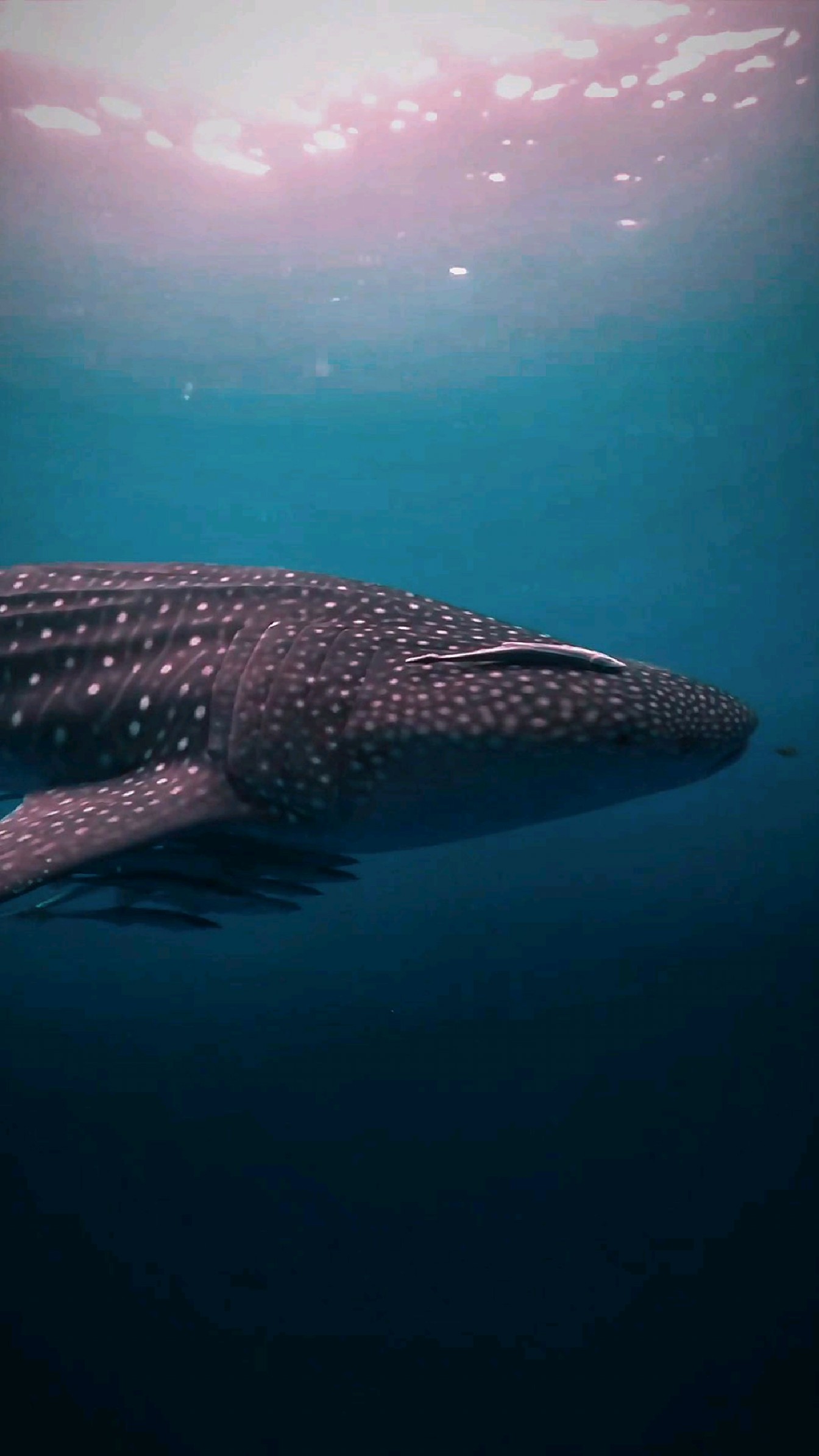 魅蓝深海,游弋的鲸鲨