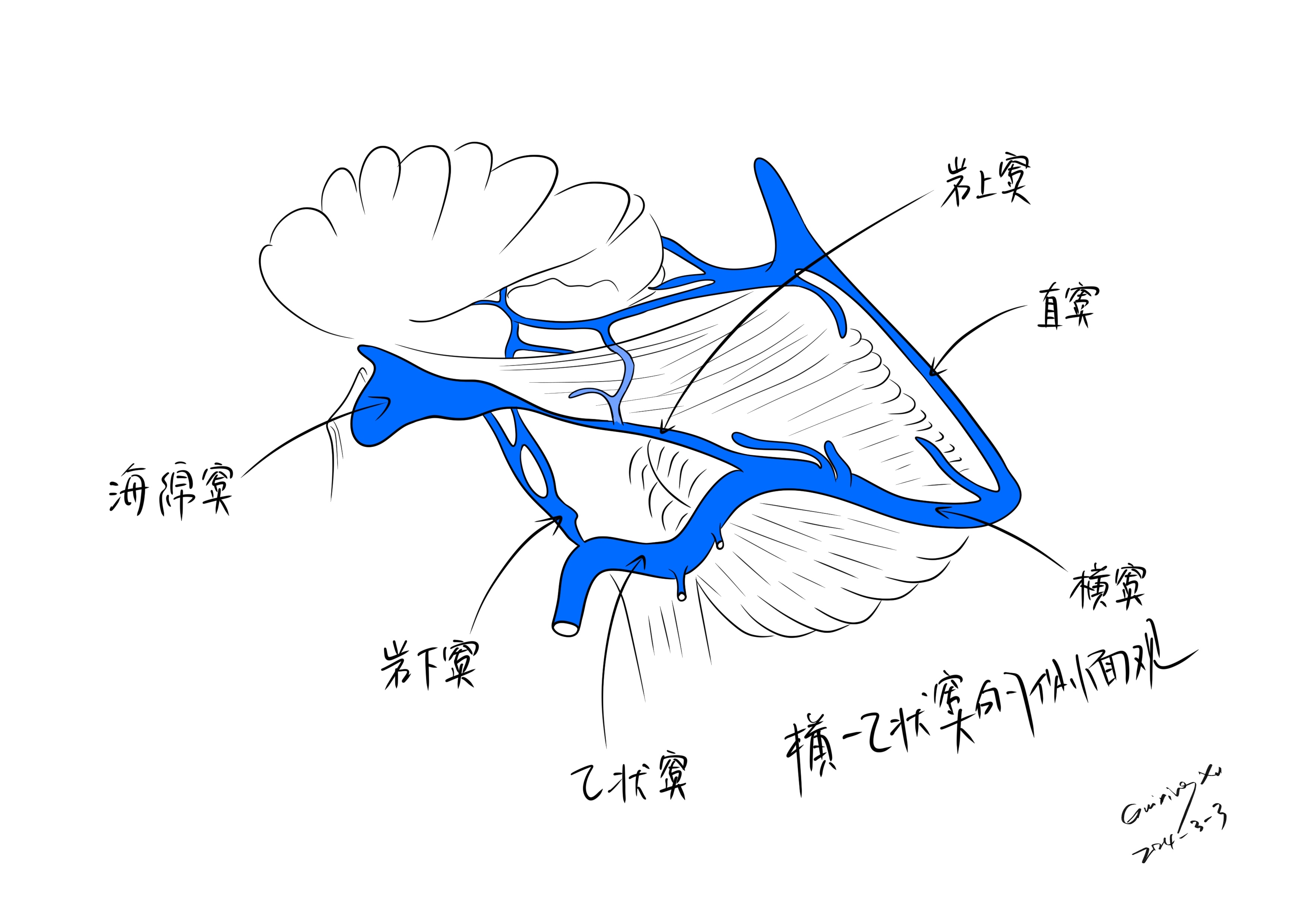 乙状窦解剖图片