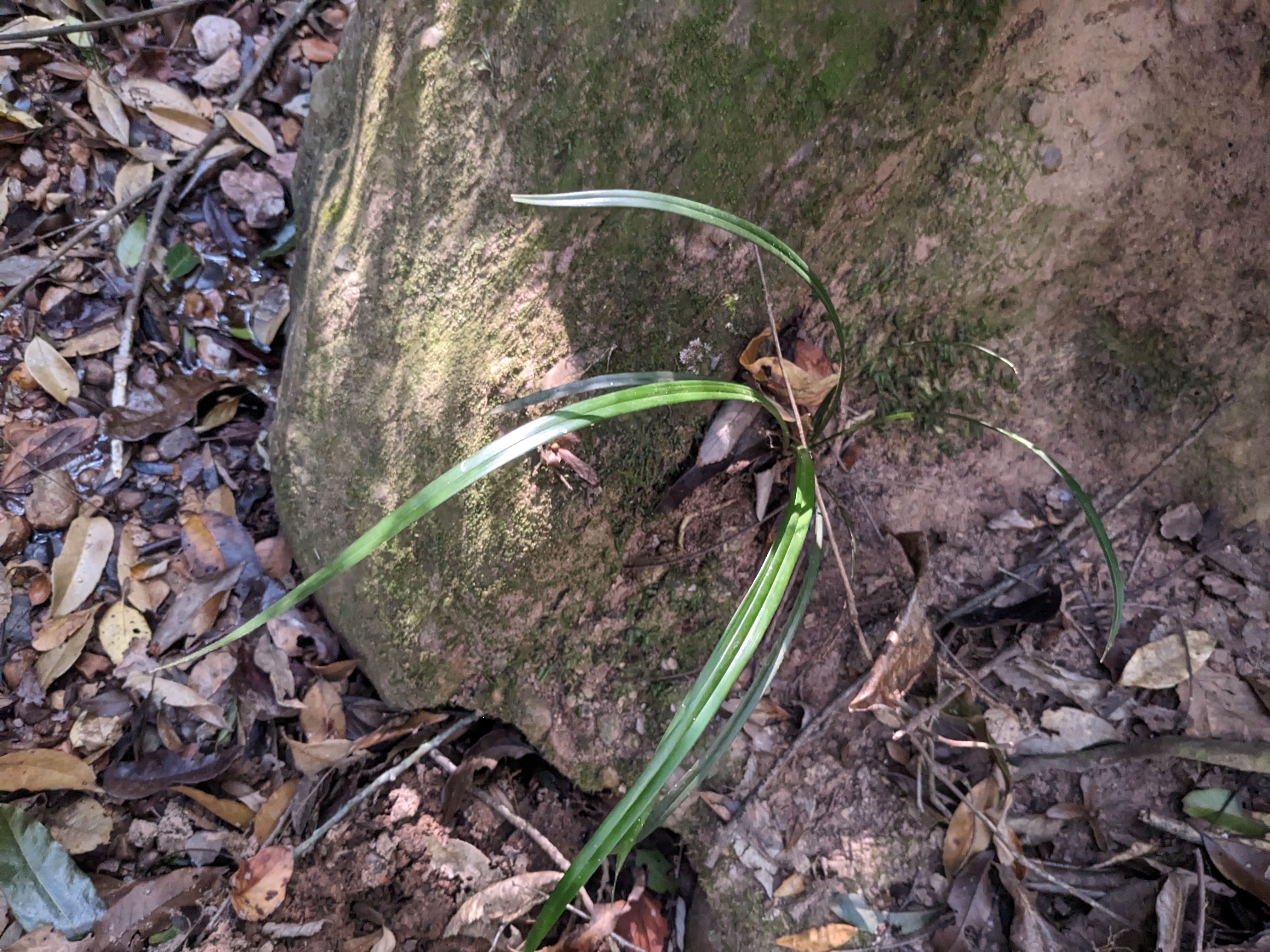 如果植料那么重要,那这种生石头上的兰花怎么活?还活的那么好!