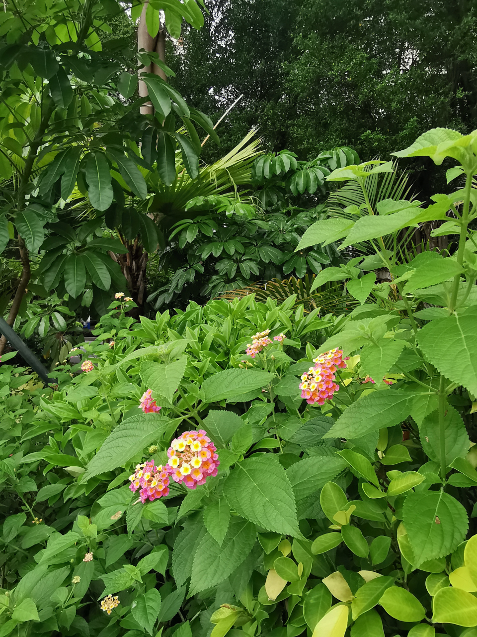 马缨丹又名五色花,臭草.