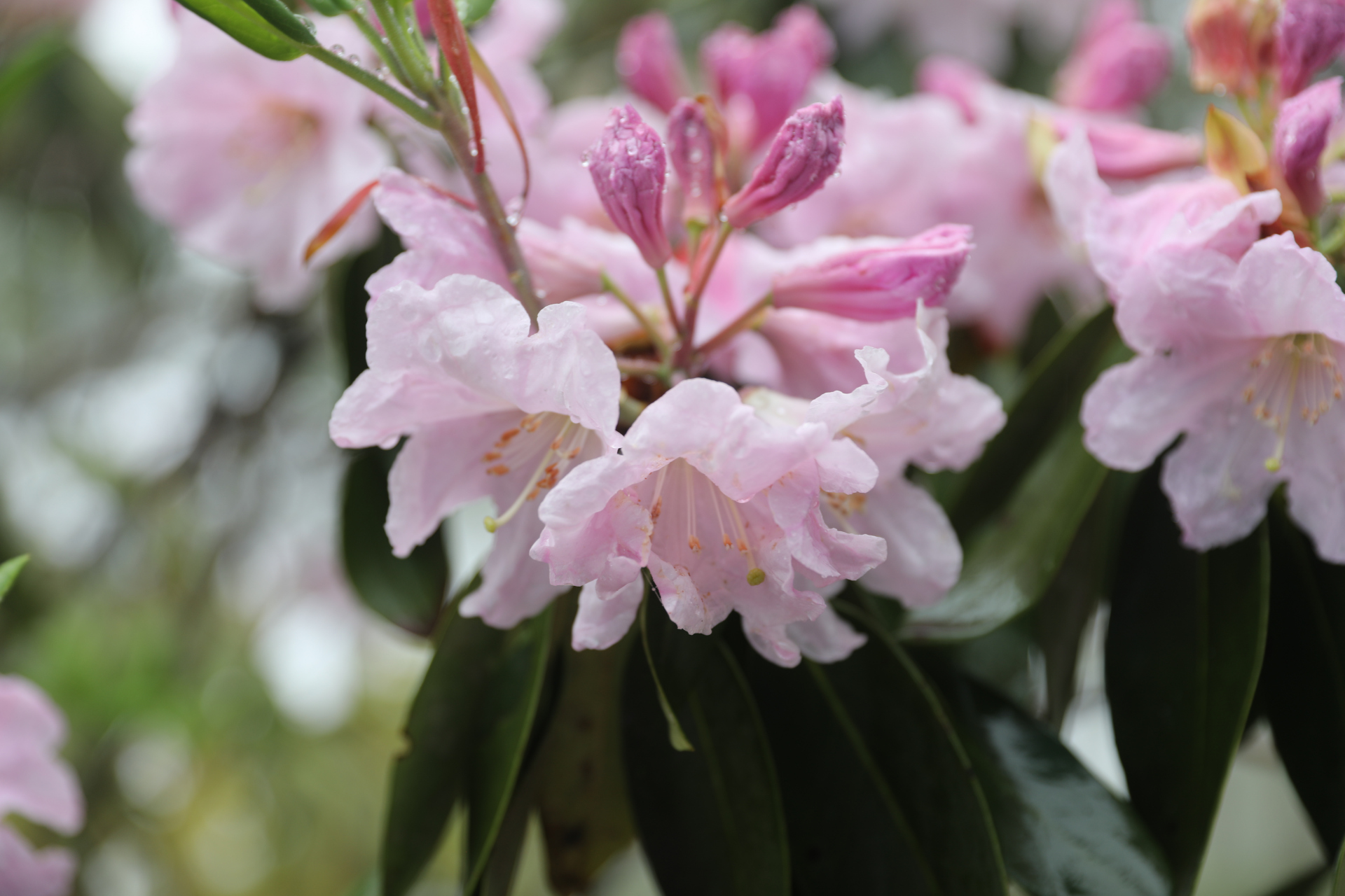 67有一种花,叫云锦杜鹃, 67有一种出行,叫雨中赏花.