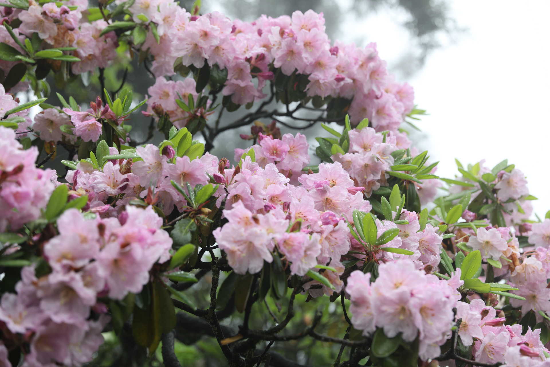 67有一种花,叫云锦杜鹃, 67有一种出行,叫雨中赏花.