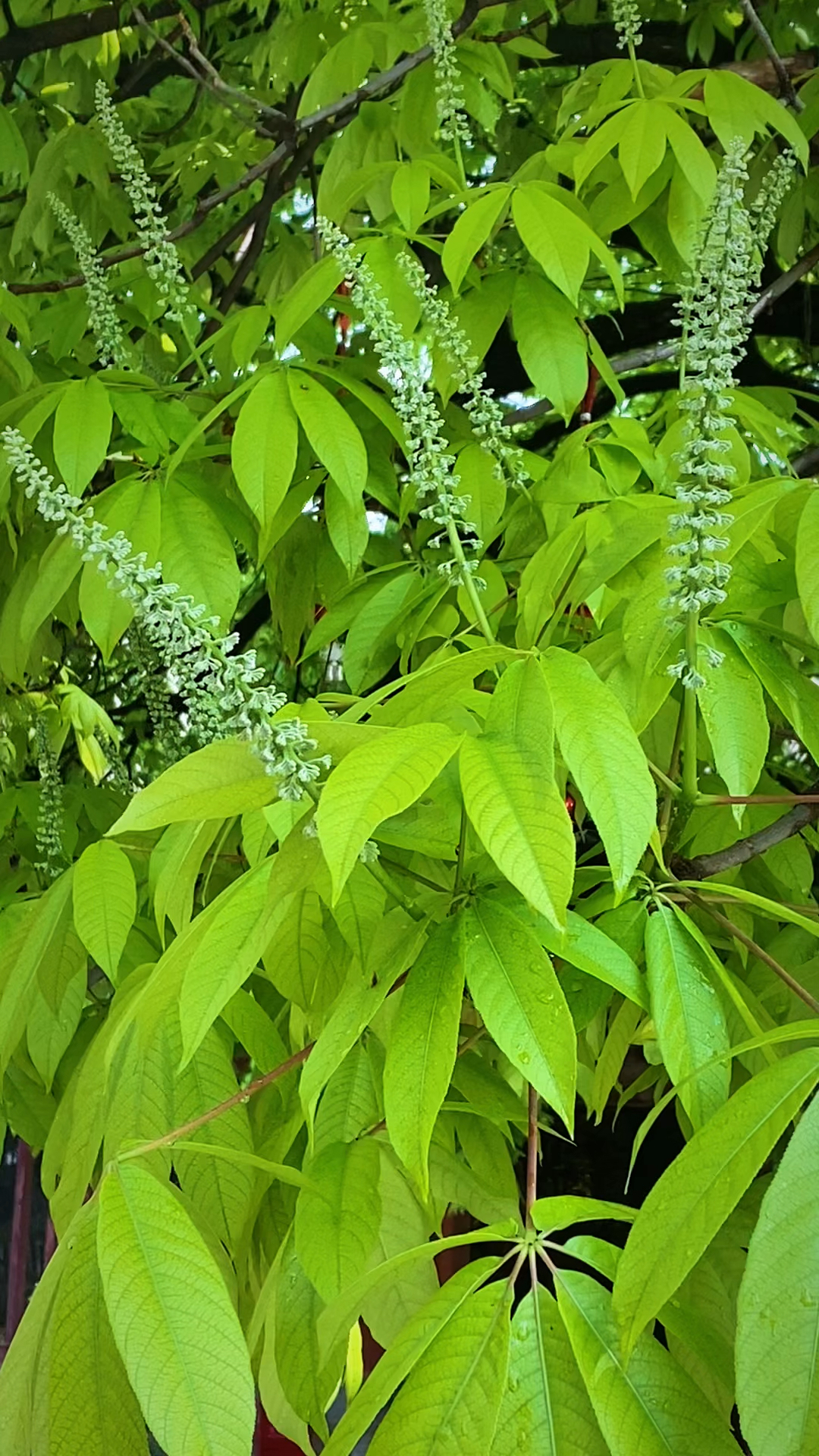 七叶树又名娑罗树,叶如佛掌,花如宝塔