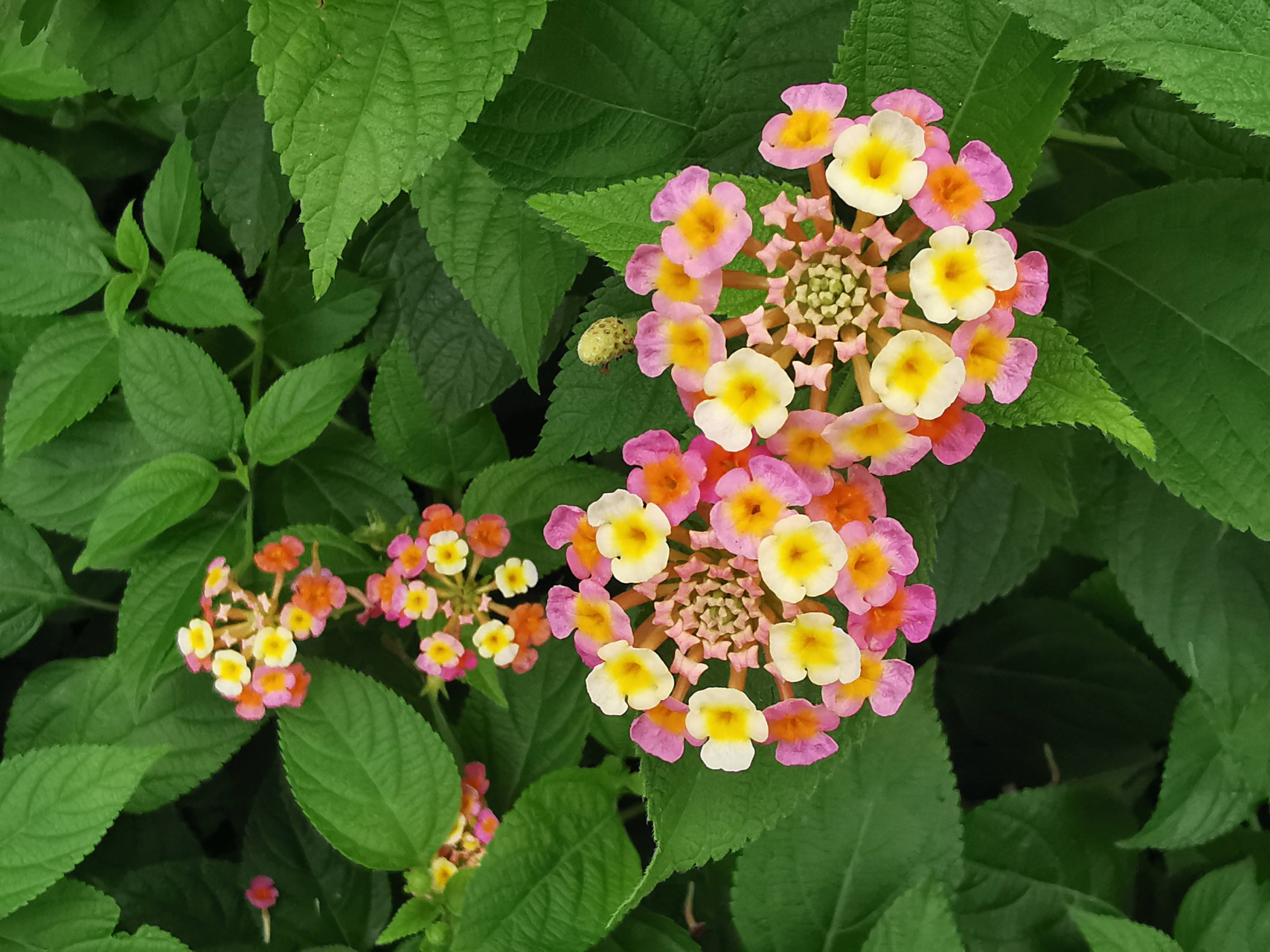 马缨丹又名五色花,臭草.