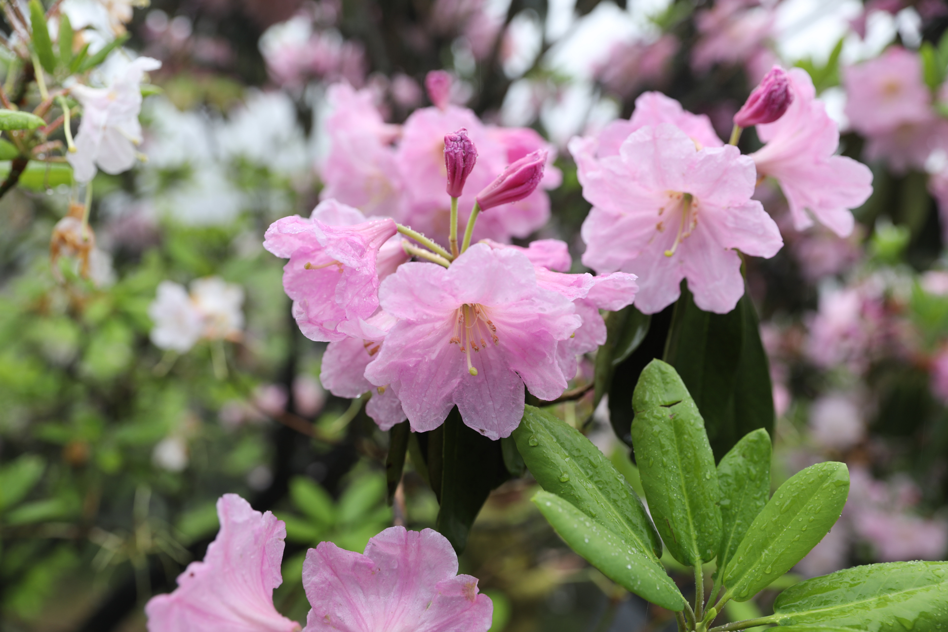 67有一种花,叫云锦杜鹃, 67有一种出行,叫雨中赏花.