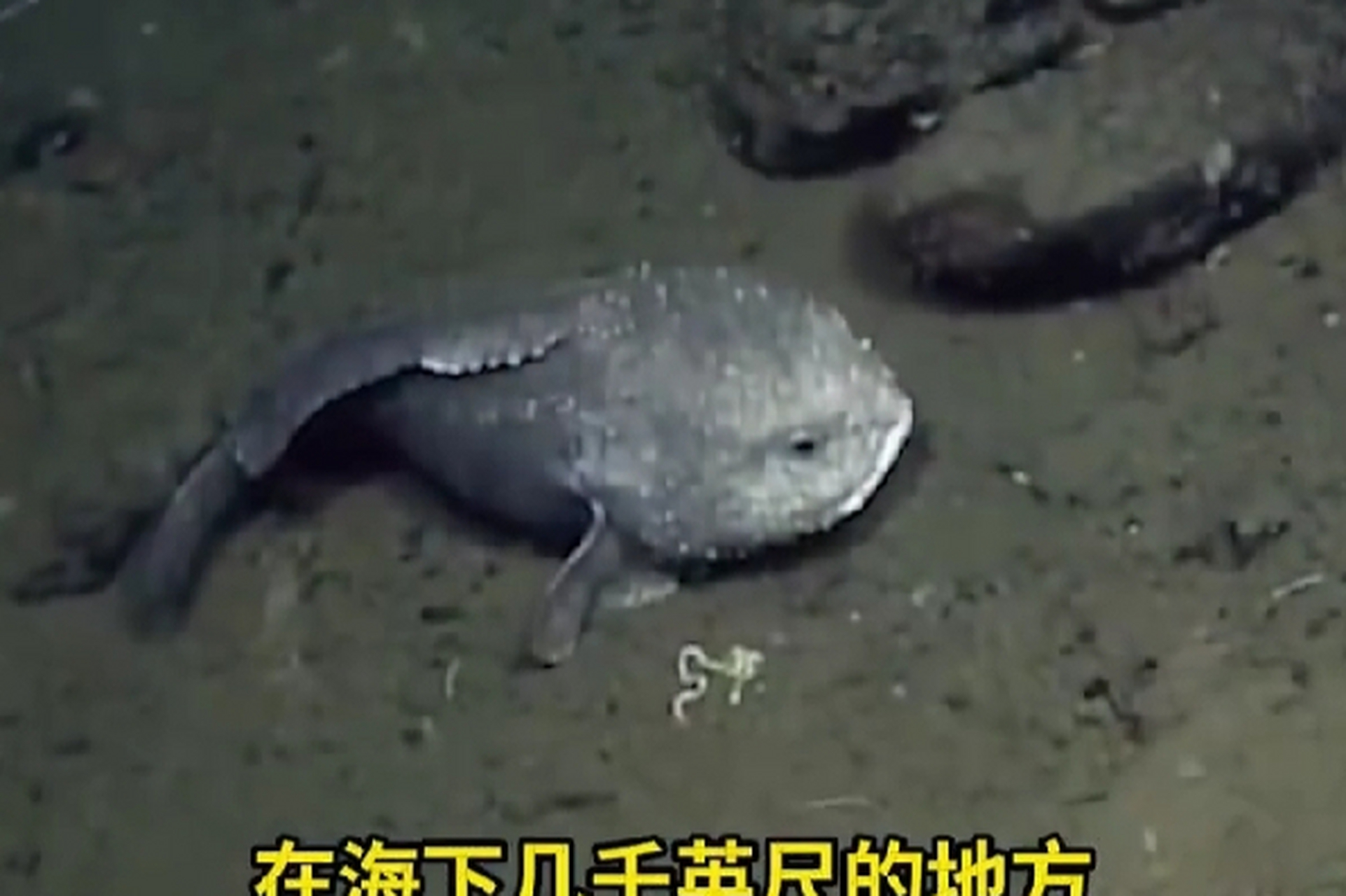 水滴鱼因生活在美味海洋生物相同深度,常成为捕捞牺牲品,正面临灭绝