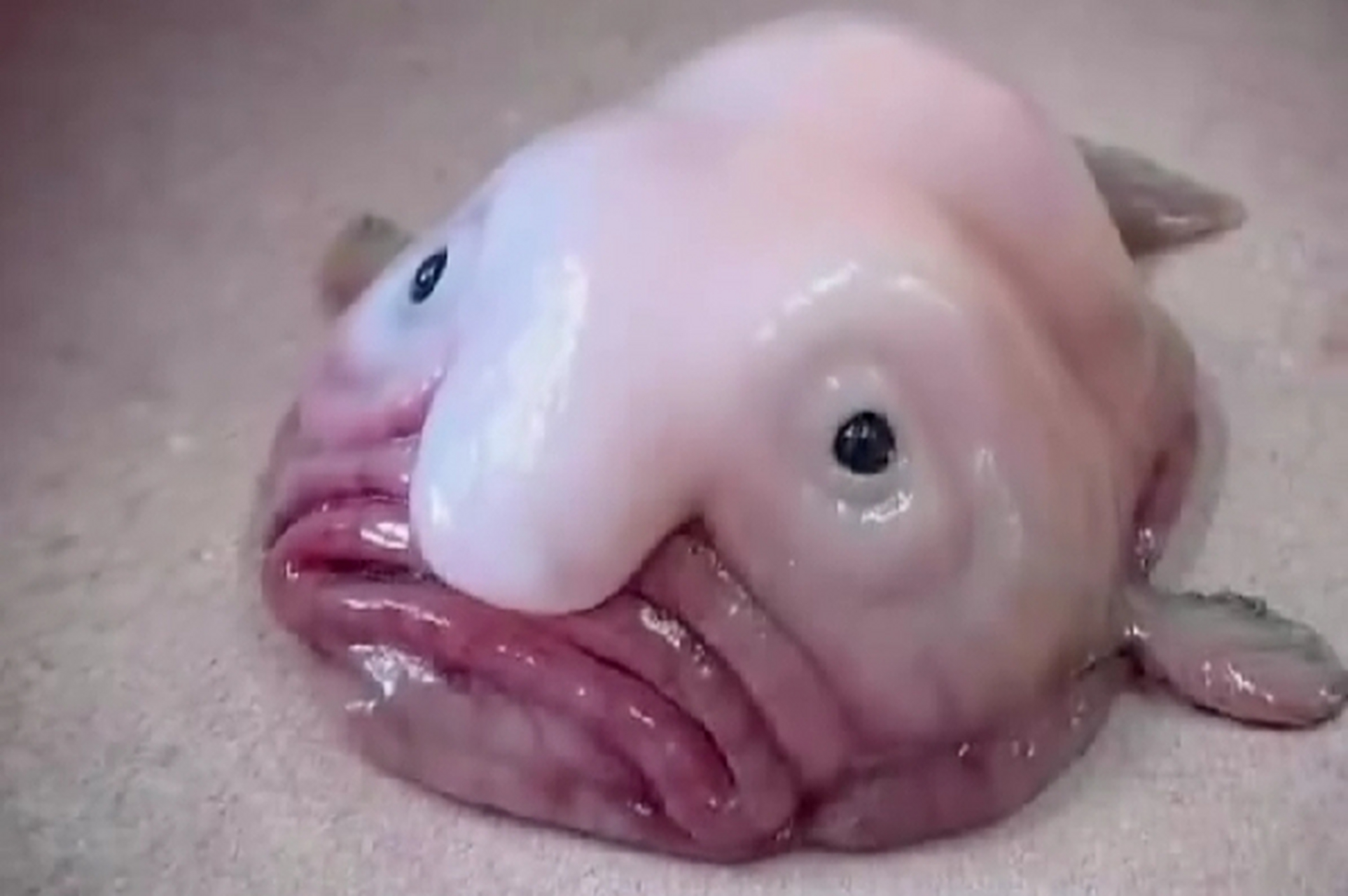 水滴鱼因生活在美味海洋生物相同深度,常成为捕捞牺牲品,正面临灭绝