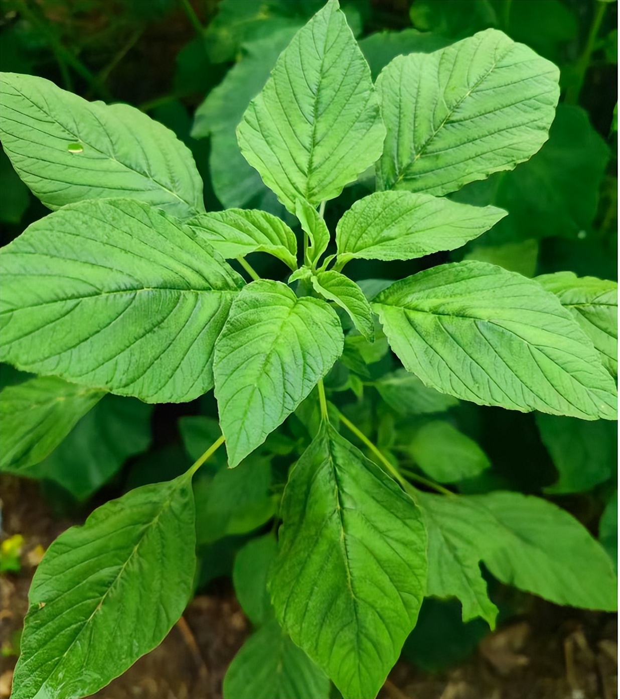 这个季节有一种野菜是