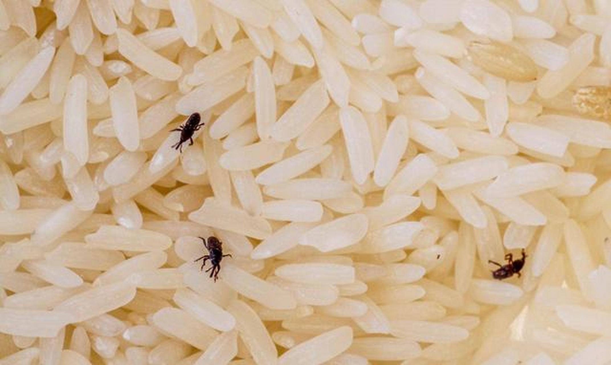 人们经常会在米袋中发现小黑甲虫并称之为"米虫",但其学名叫米象.