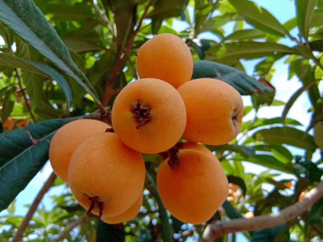 我国哪里的枇杷最出名?中国十大枇杷产地,你觉得哪的最好吃呢?