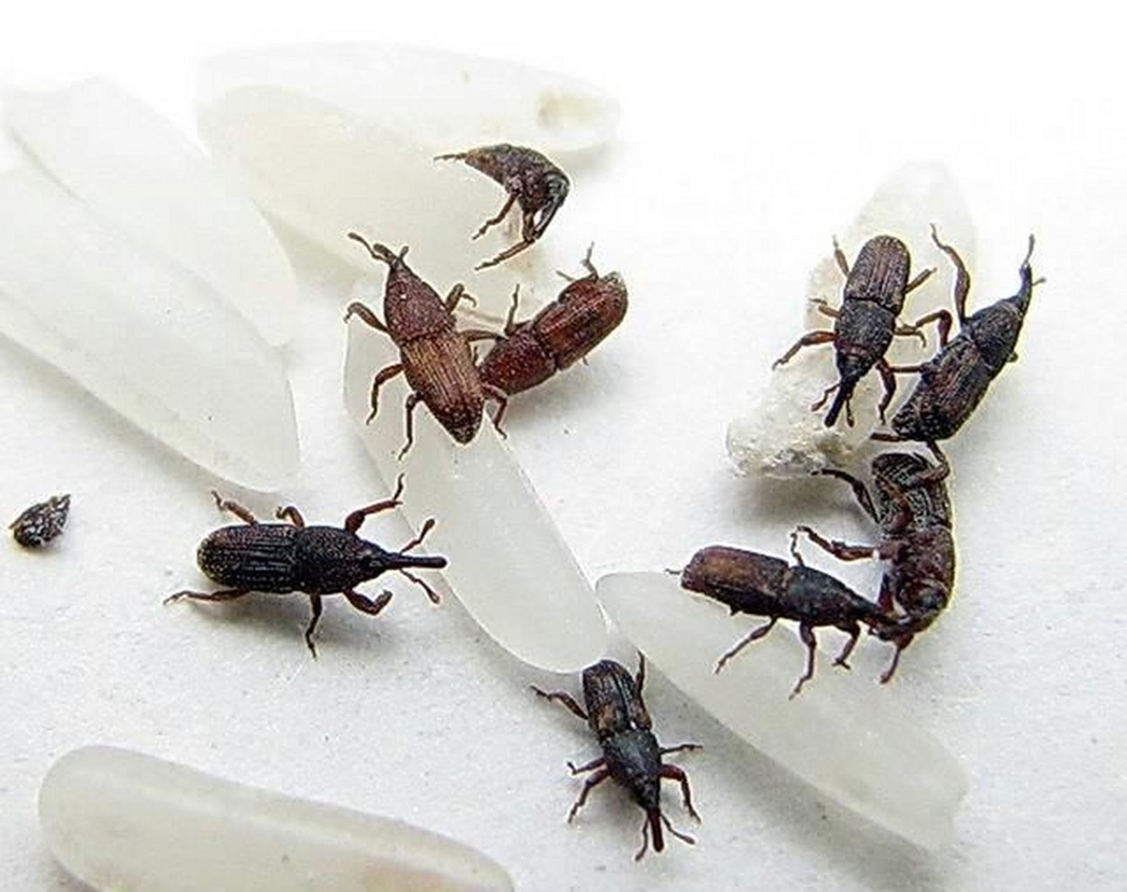 其实米象自身没有病毒,因此就算米袋中有它,大米还是