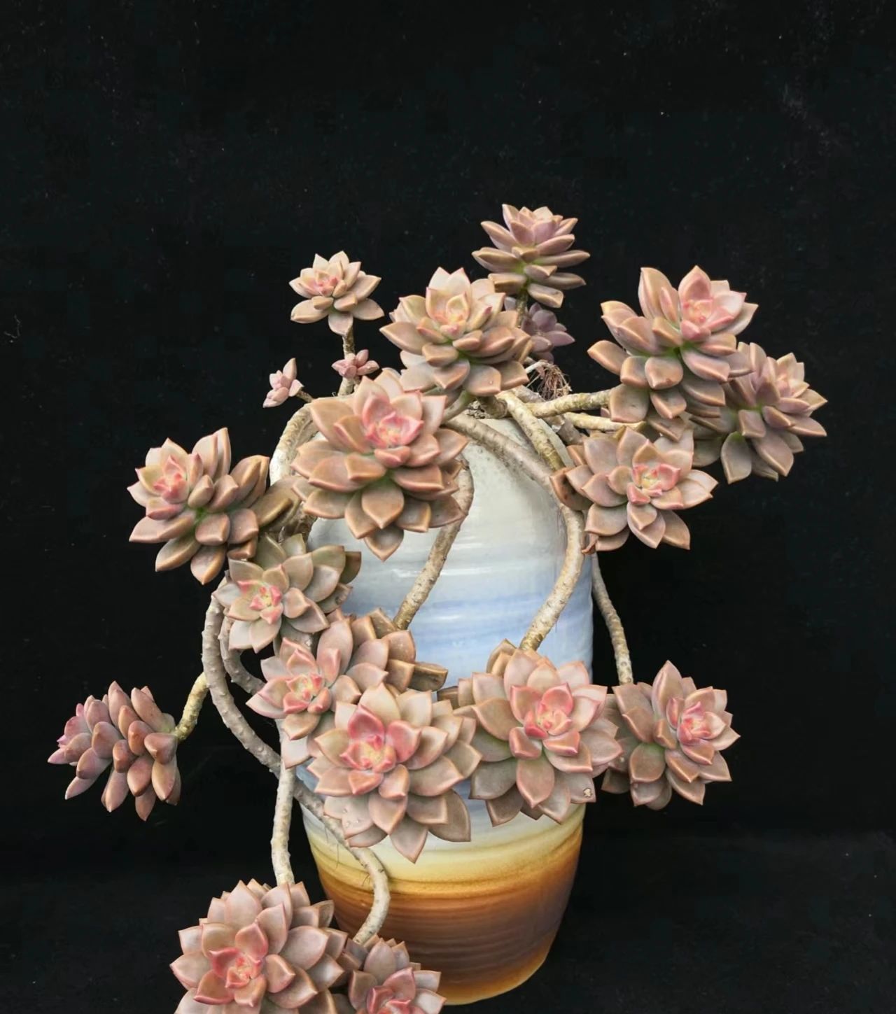 她仅用6年,就把普货姬胧月,养成了"精品老桩",太高级了!