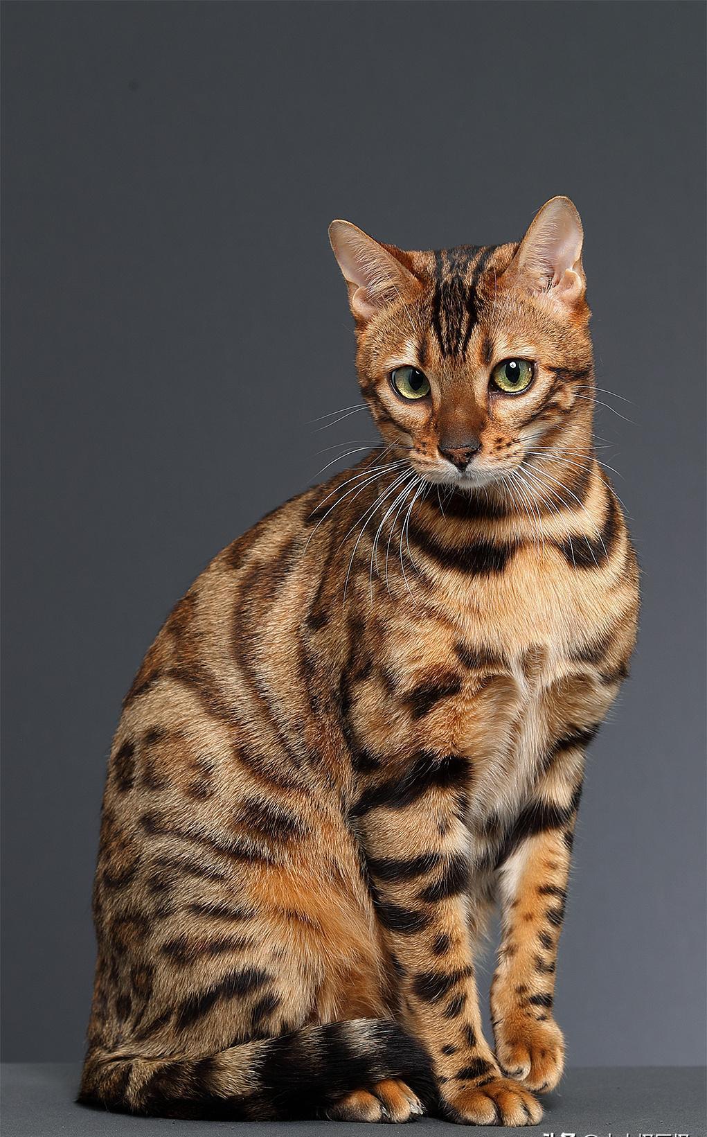 "山东济南一女子花5800元买了一只孟加拉猫,可刚养了几天后,卖家却