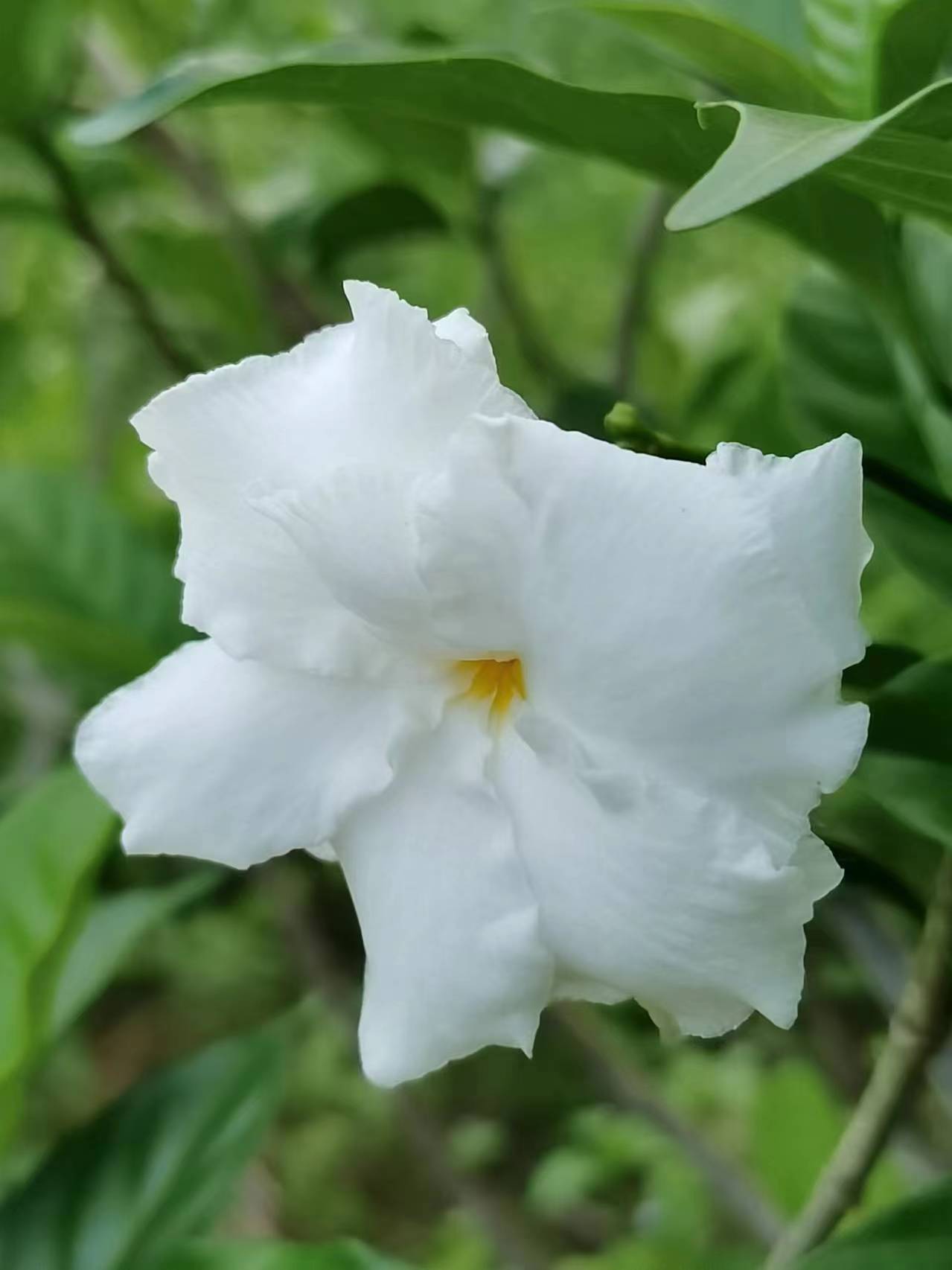 牙齿像花瓣一样图片图片