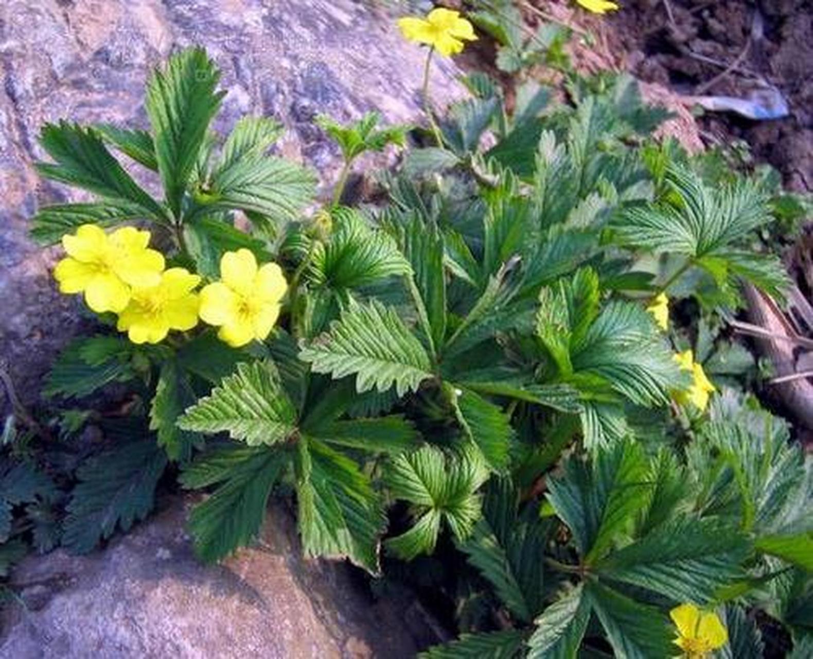 绢毛匍匐委陵菜  别名:五爪龙,龙头菜 生长:山坡,草地,路旁