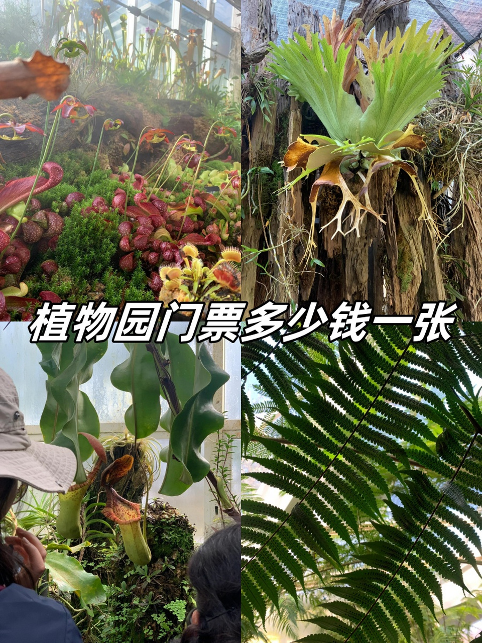 湖南植物园门票图片