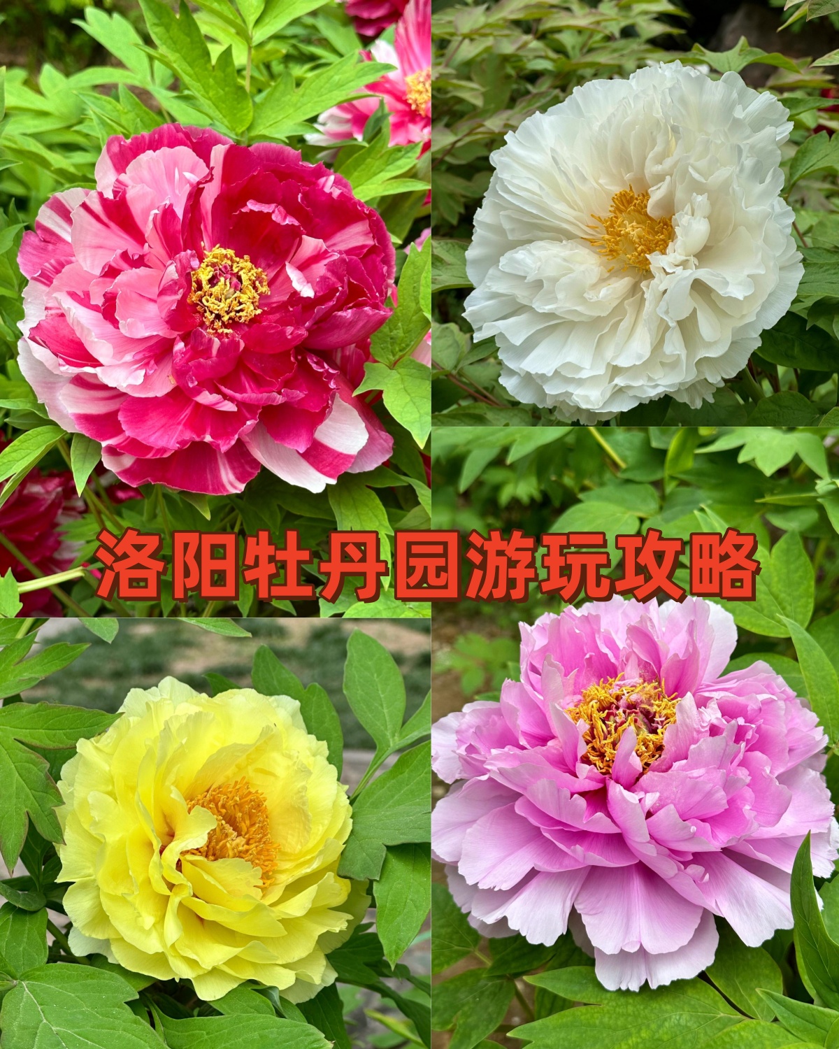 洛阳牡丹,中国的国花,牡丹在洛阳这片古老的土地上绽放得尤为娇艳.