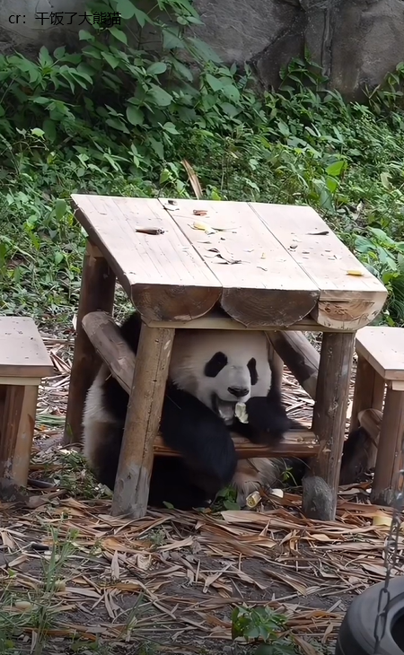 独自一熊躲在桌子底下吃笋笋的爱姐,怎么看都有点"鬼鬼祟祟"的味道!