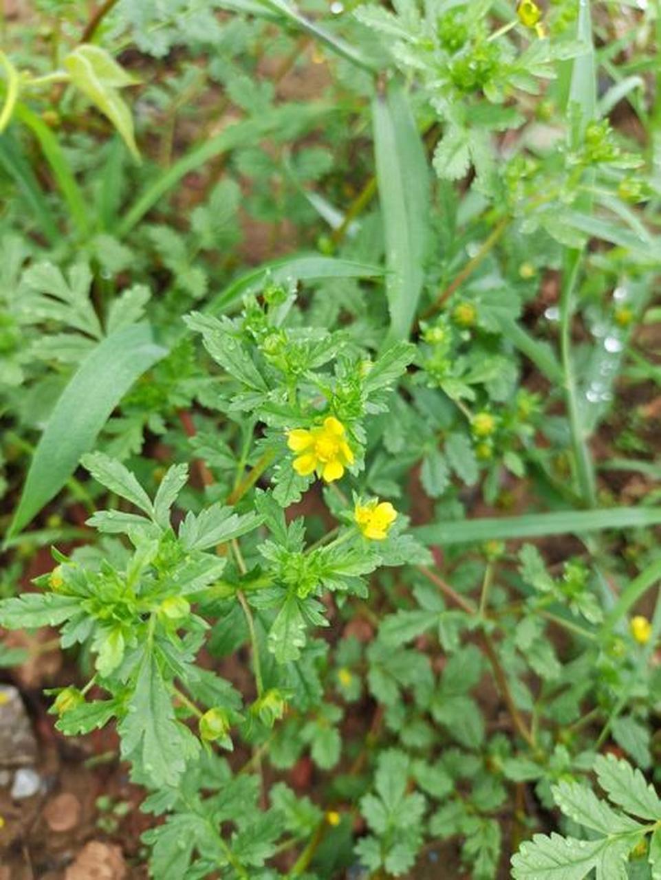 绢毛匍匐委陵菜  别名:五爪龙,龙头菜 生长:山坡,草地,路旁