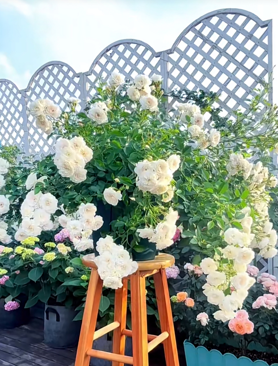 阳台必选!彗星垂吊月季耐热耐晒,夏日也绽放清新花朵.