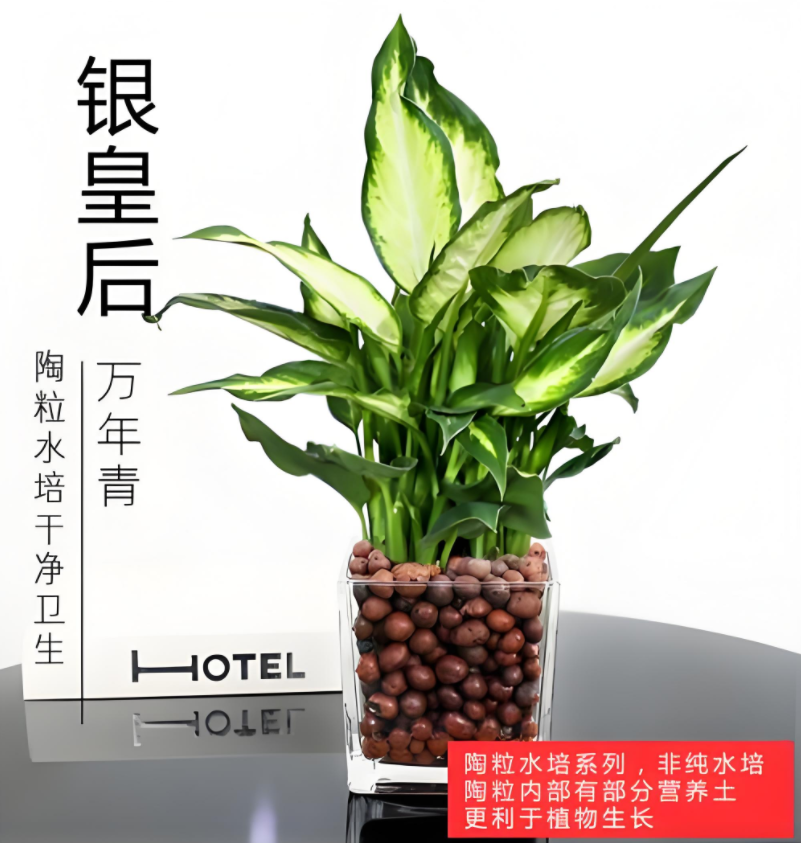 银皇后怎么养?解答一些网友们最关心的养银皇后的常见问题!