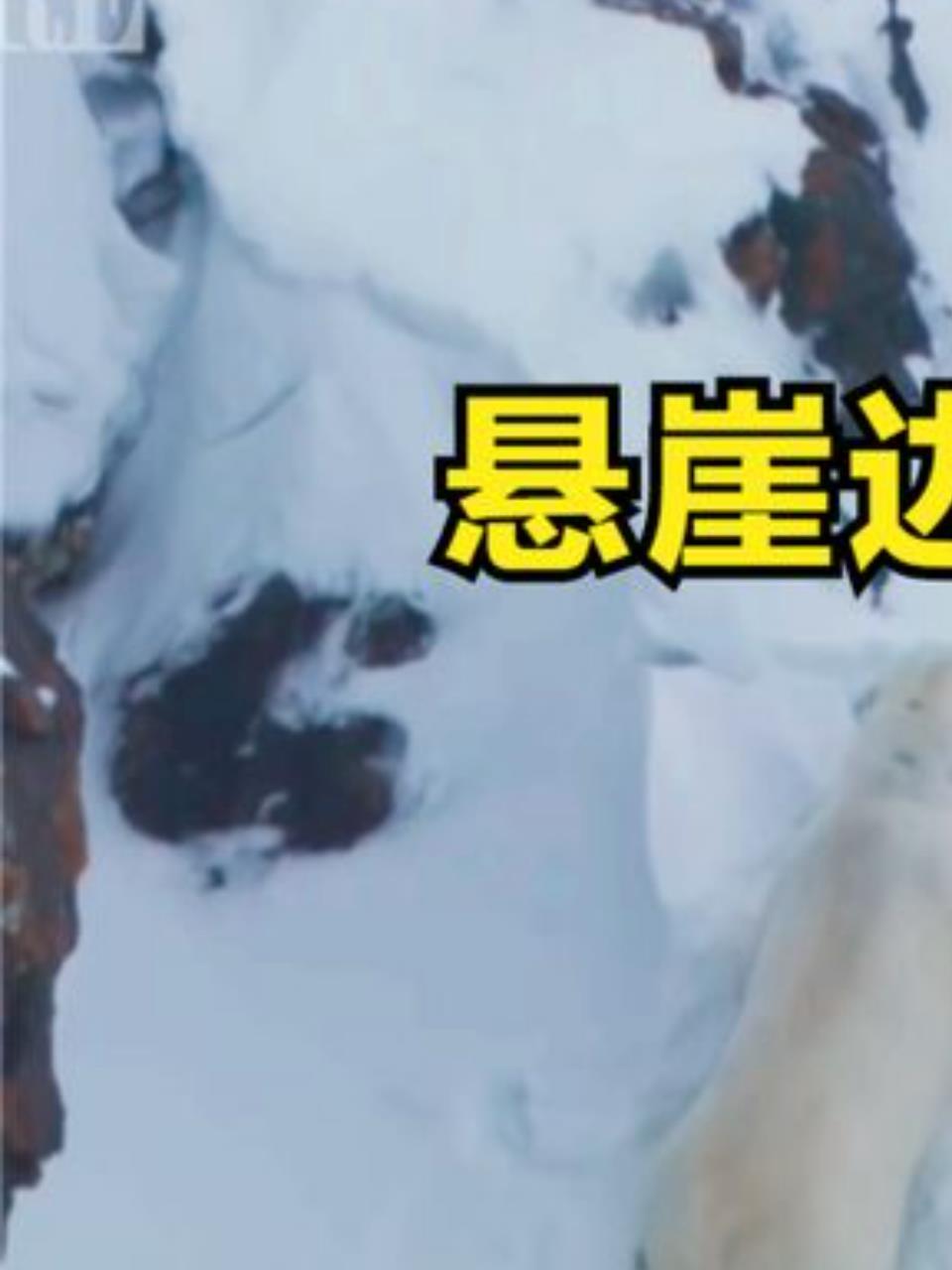 生死一线小北极熊与恶霸公熊雪山对决能否幸存1