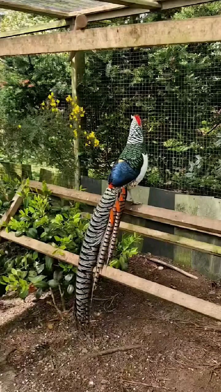 白腹锦鸡红腹锦鸡野鸡