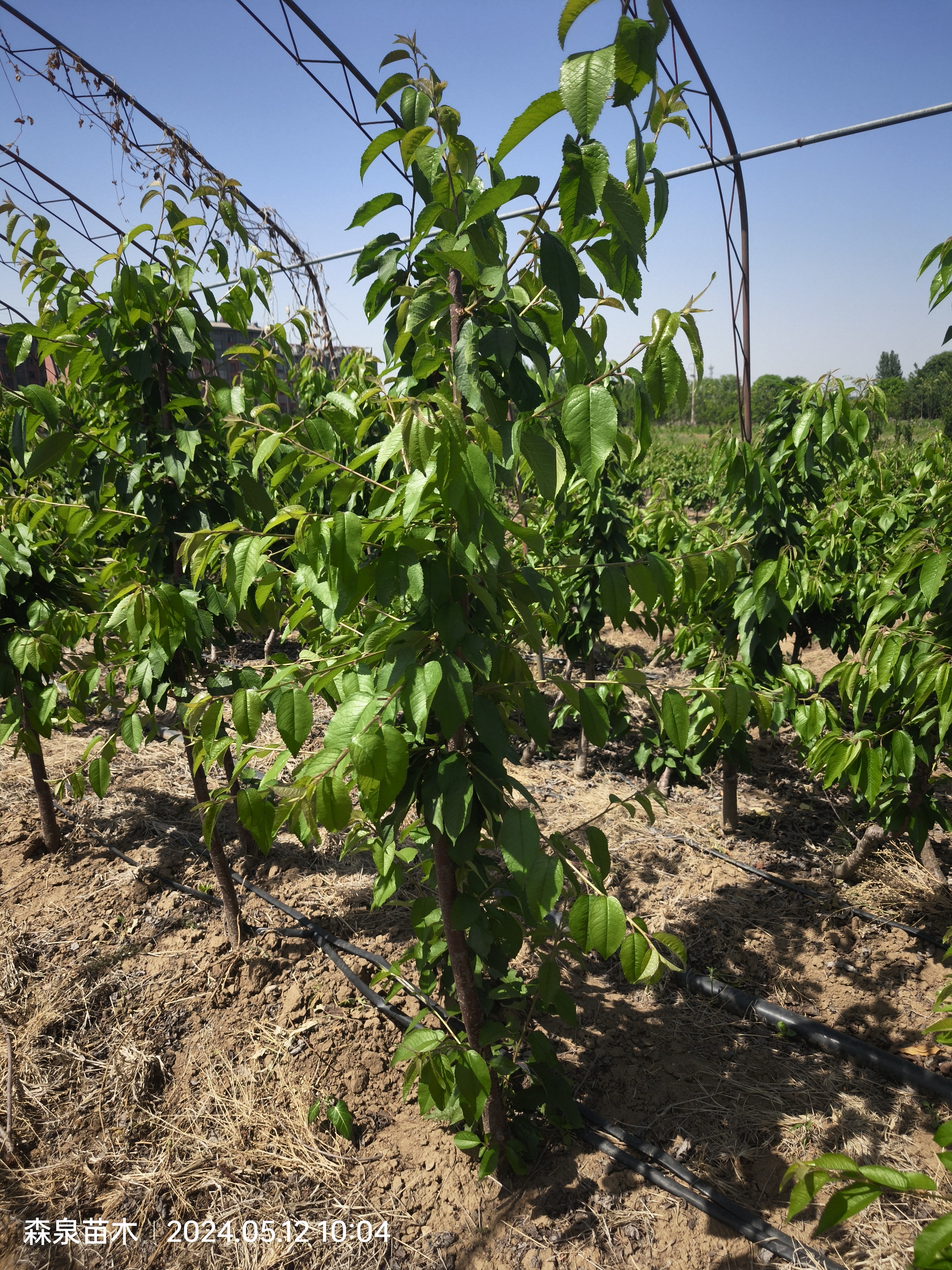 动态连更挑战# 车厘子樱桃树什么树形好?