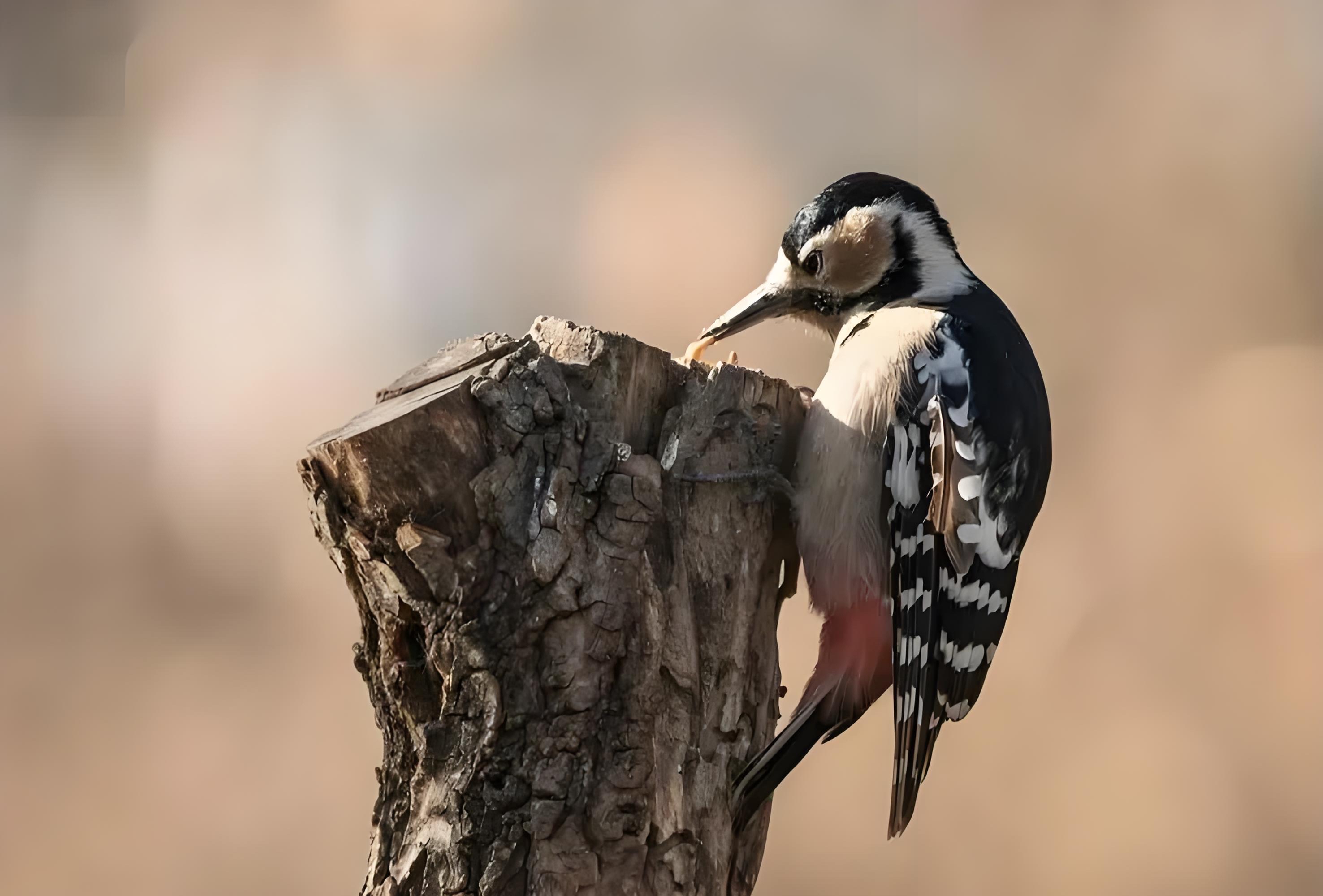 啄木鸟是怎样为树治病的?