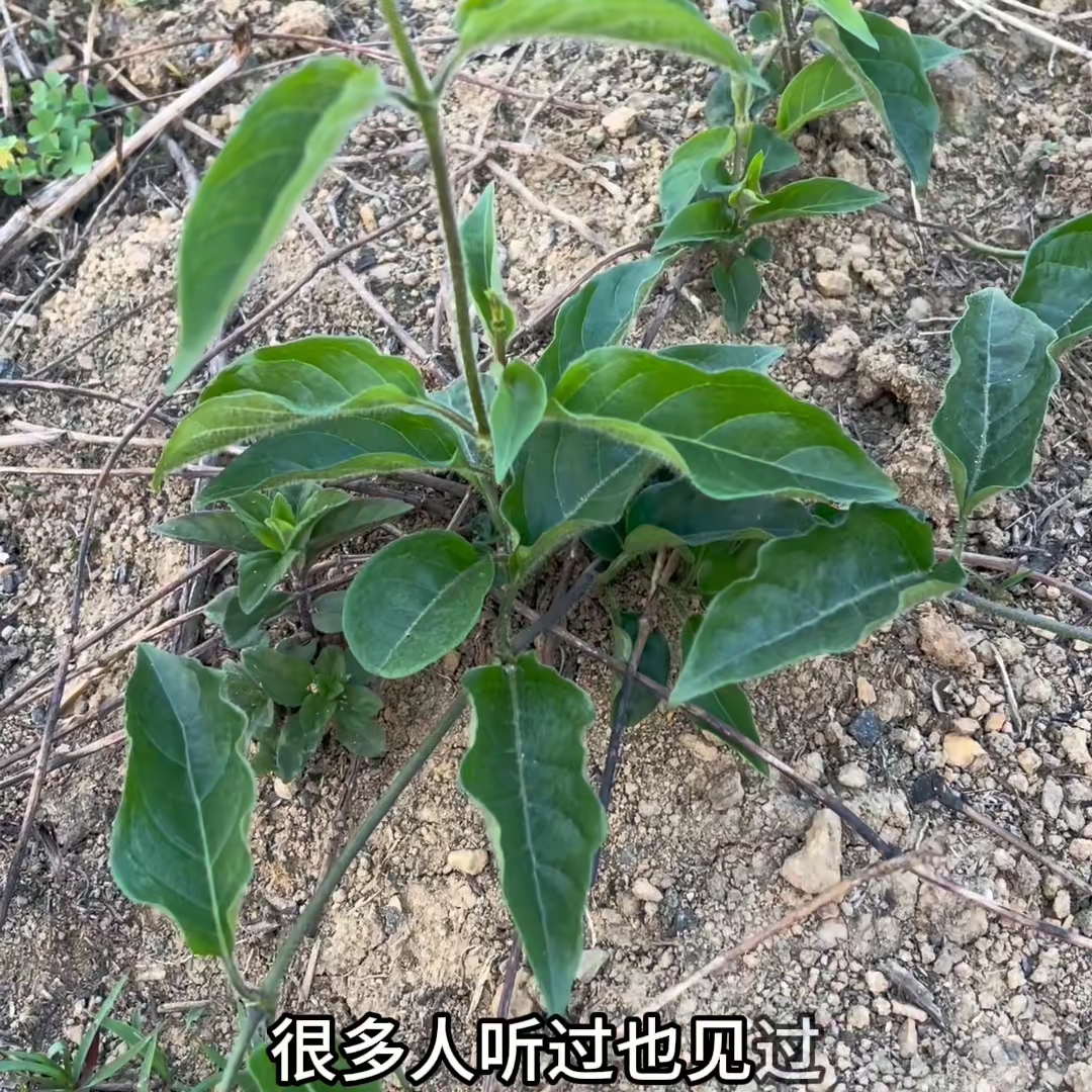 鸡屎藤为茜草科鸡屎藤属植物,野外随处可见