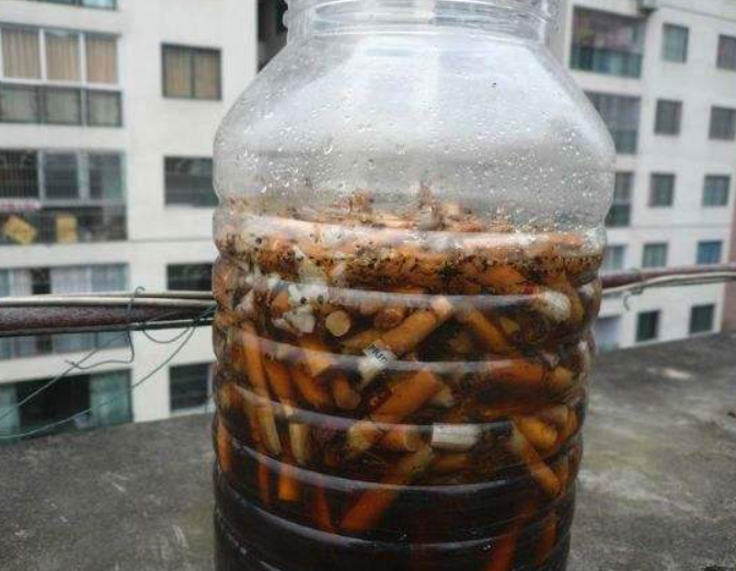 1分钟自制"杀虫水",浇水加1勺,不用担心虫害