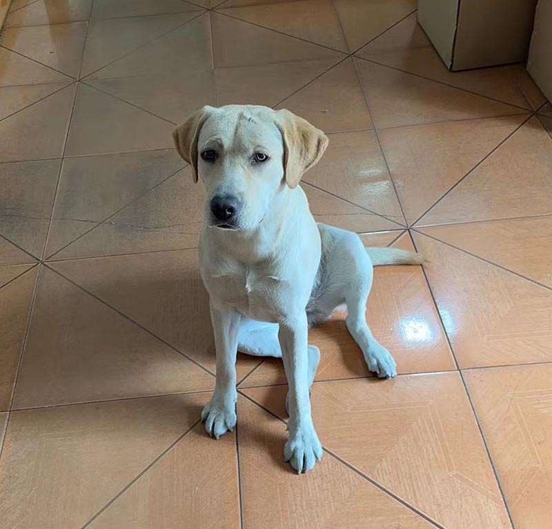 揭阳市榕城区500寻找拉布拉多犬